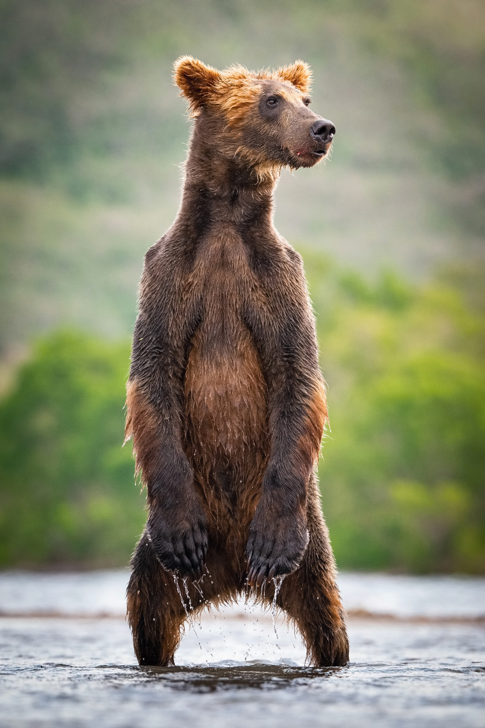 medvěd hnědý kamčatský (Ursus arctos beringianus) Kamchatka brown bear