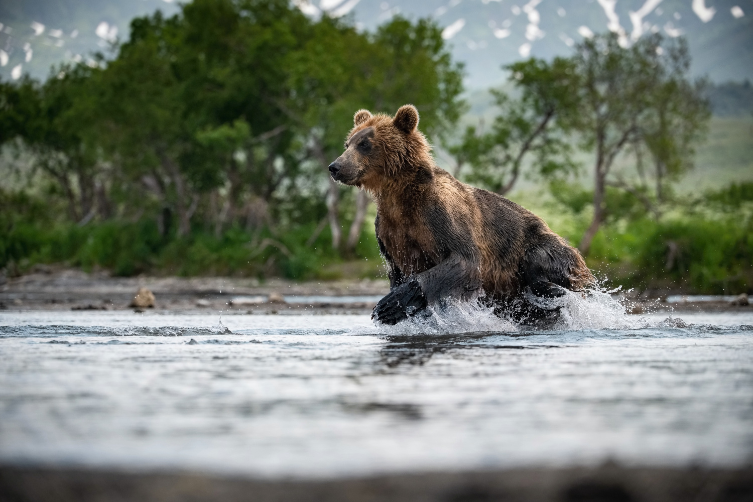 medvěd hnědý kamčatský (Ursus arctos beringianus) Kamchatka brown bear