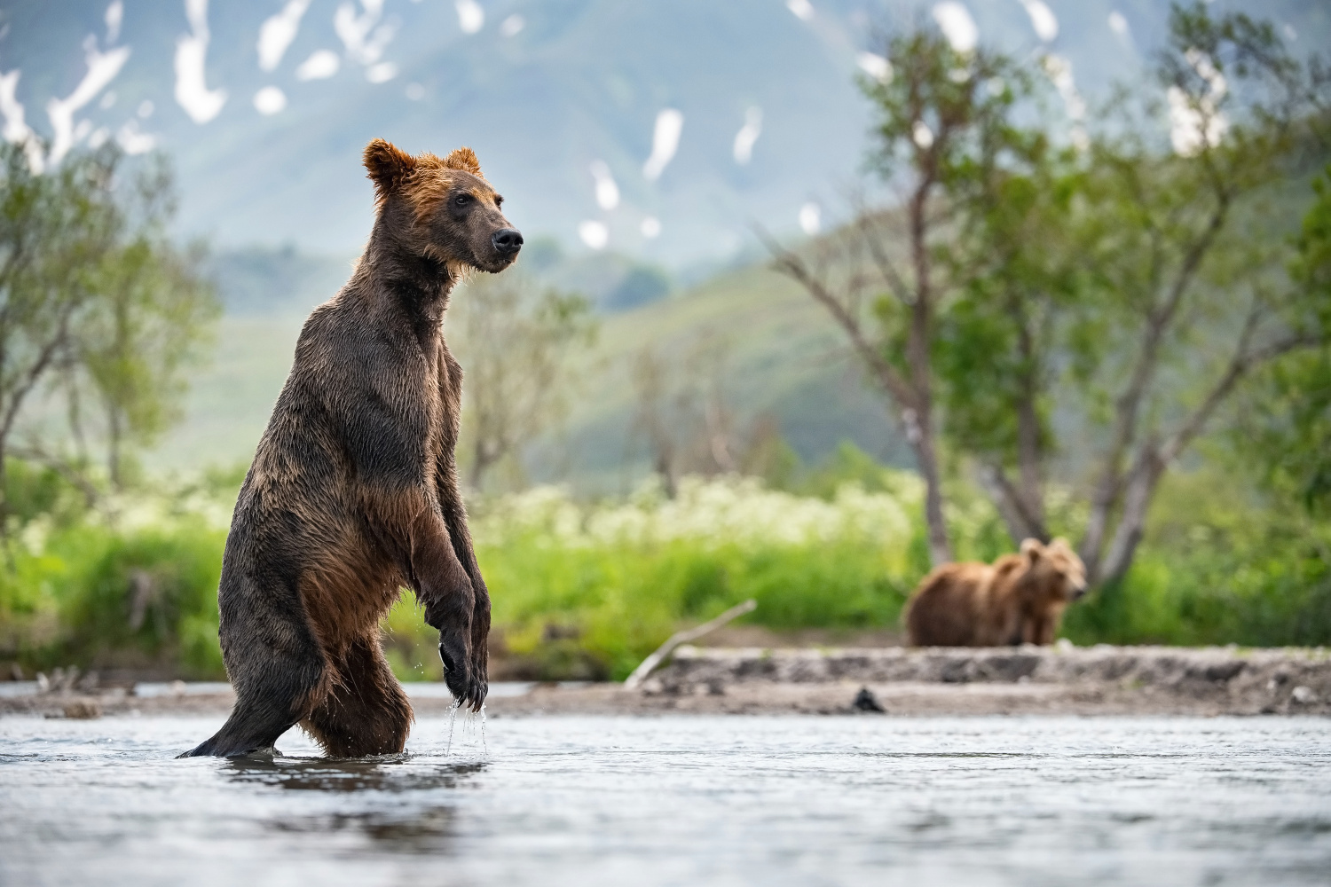 medvěd hnědý kamčatský (Ursus arctos beringianus) Kamchatka brown bear