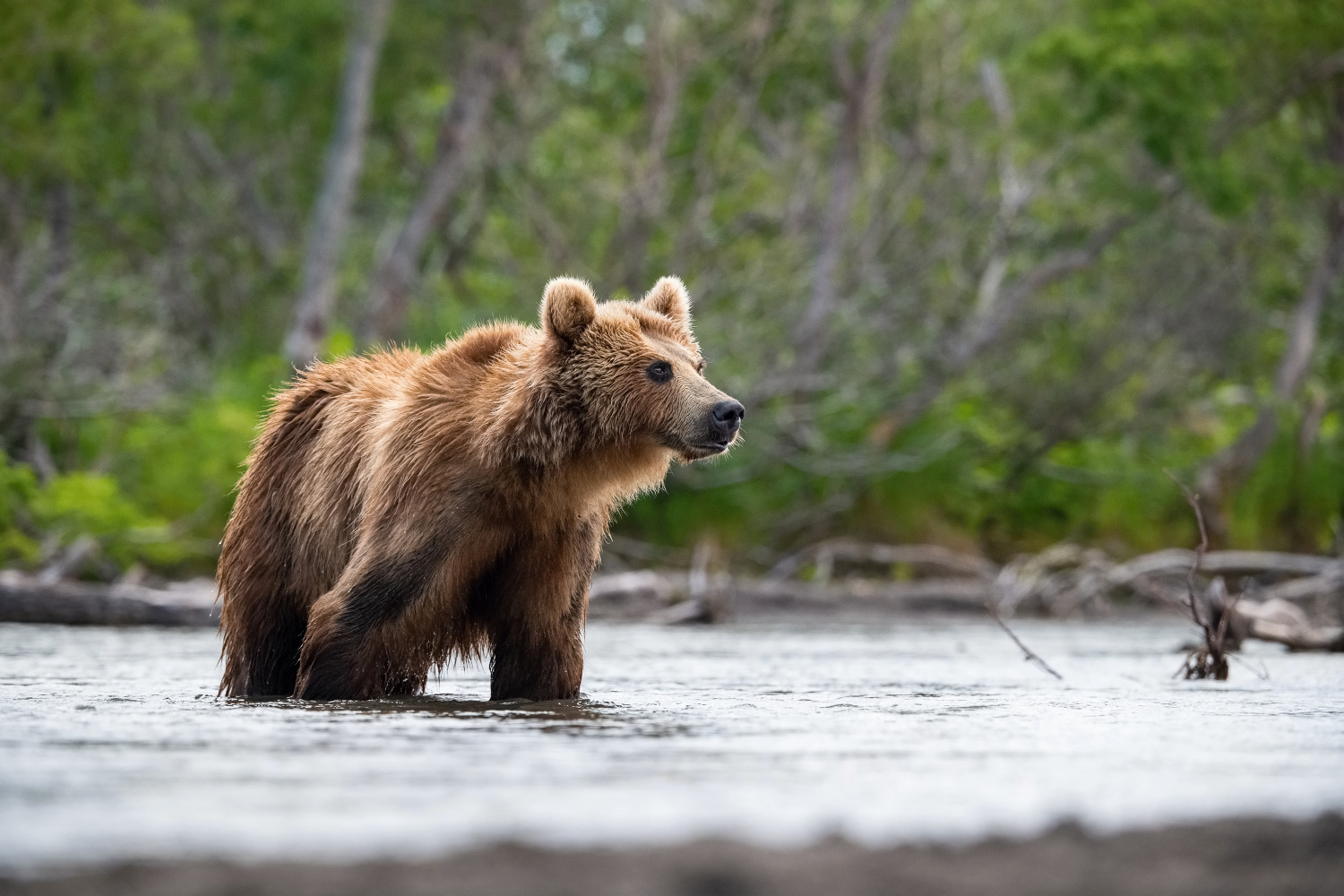 medvěd hnědý kamčatský (Ursus arctos beringianus) Kamchatka brown bear