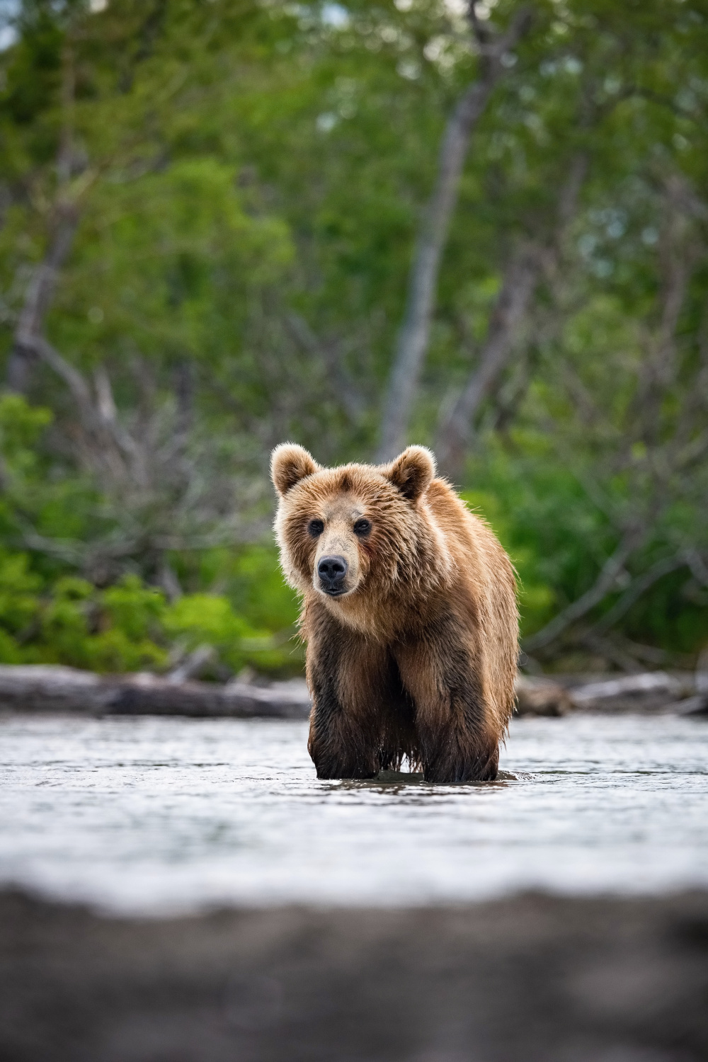 medvěd hnědý kamčatský (Ursus arctos beringianus) Kamchatka brown bear