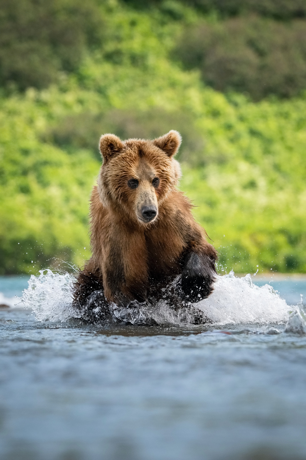 medvěd hnědý kamčatský (Ursus arctos beringianus) Kamchatka brown bear