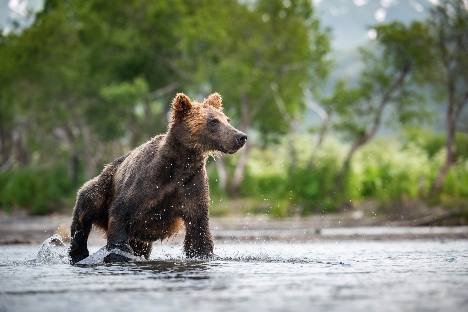 medvěd hnědý kamčatský (Ursus arctos beringianus) Kamchatka brown bear