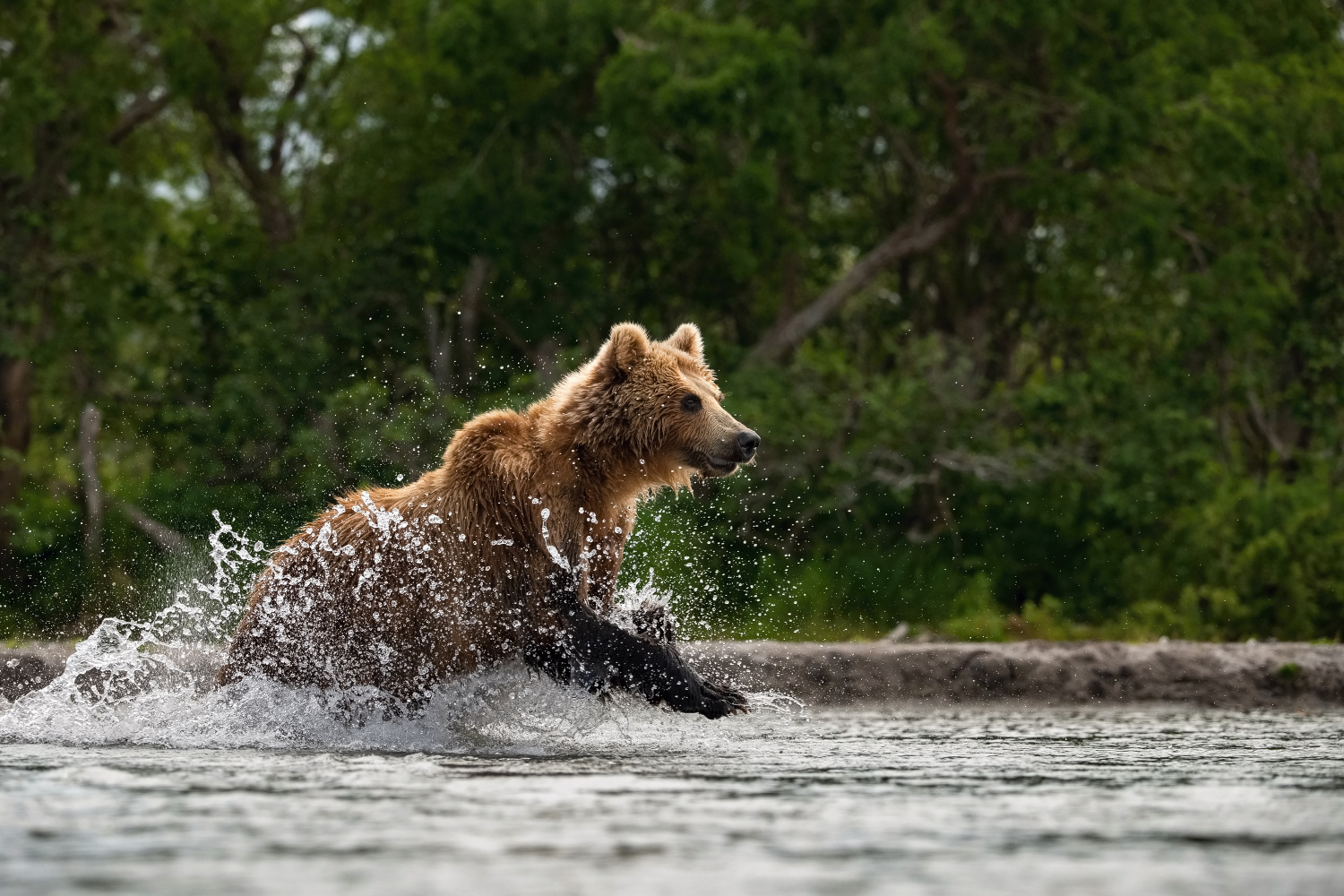 medvěd hnědý kamčatský (Ursus arctos beringianus) Kamchatka brown bear