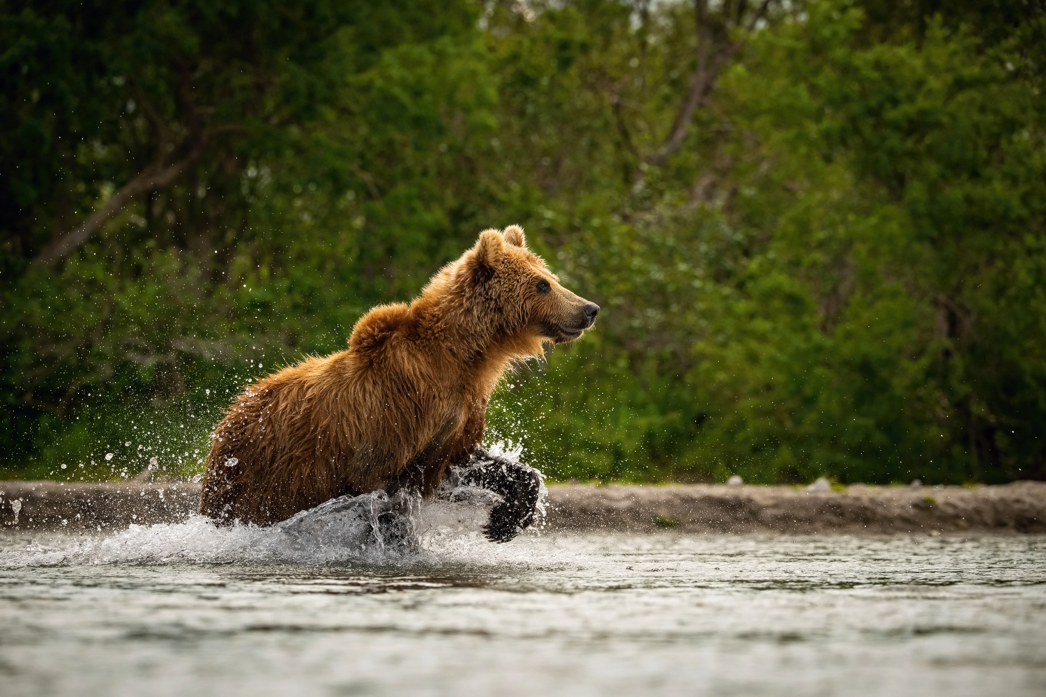 medvěd hnědý kamčatský (Ursus arctos beringianus) Kamchatka brown bear