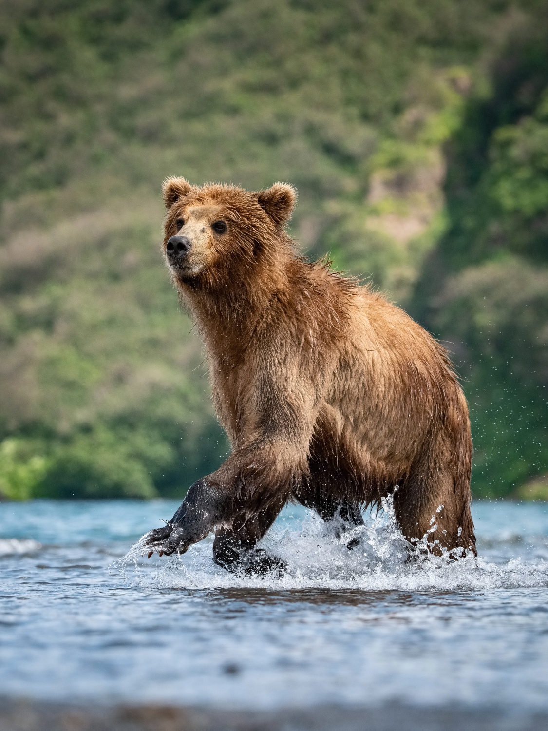 medvěd hnědý kamčatský (Ursus arctos beringianus) Kamchatka brown bear