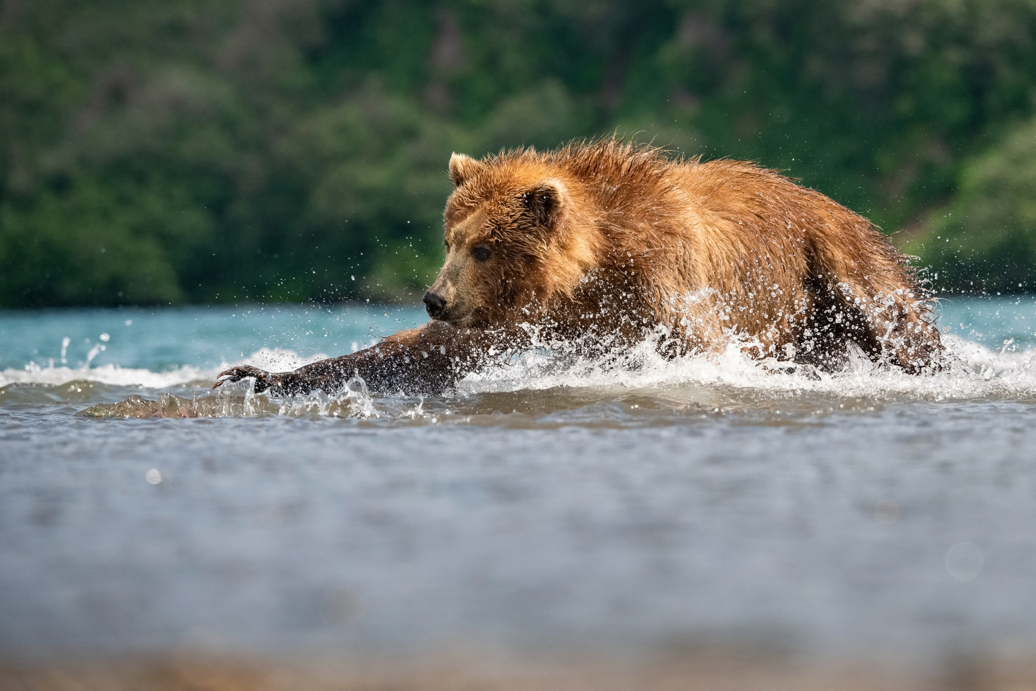 medvěd hnědý kamčatský (Ursus arctos beringianus) Kamchatka brown bear