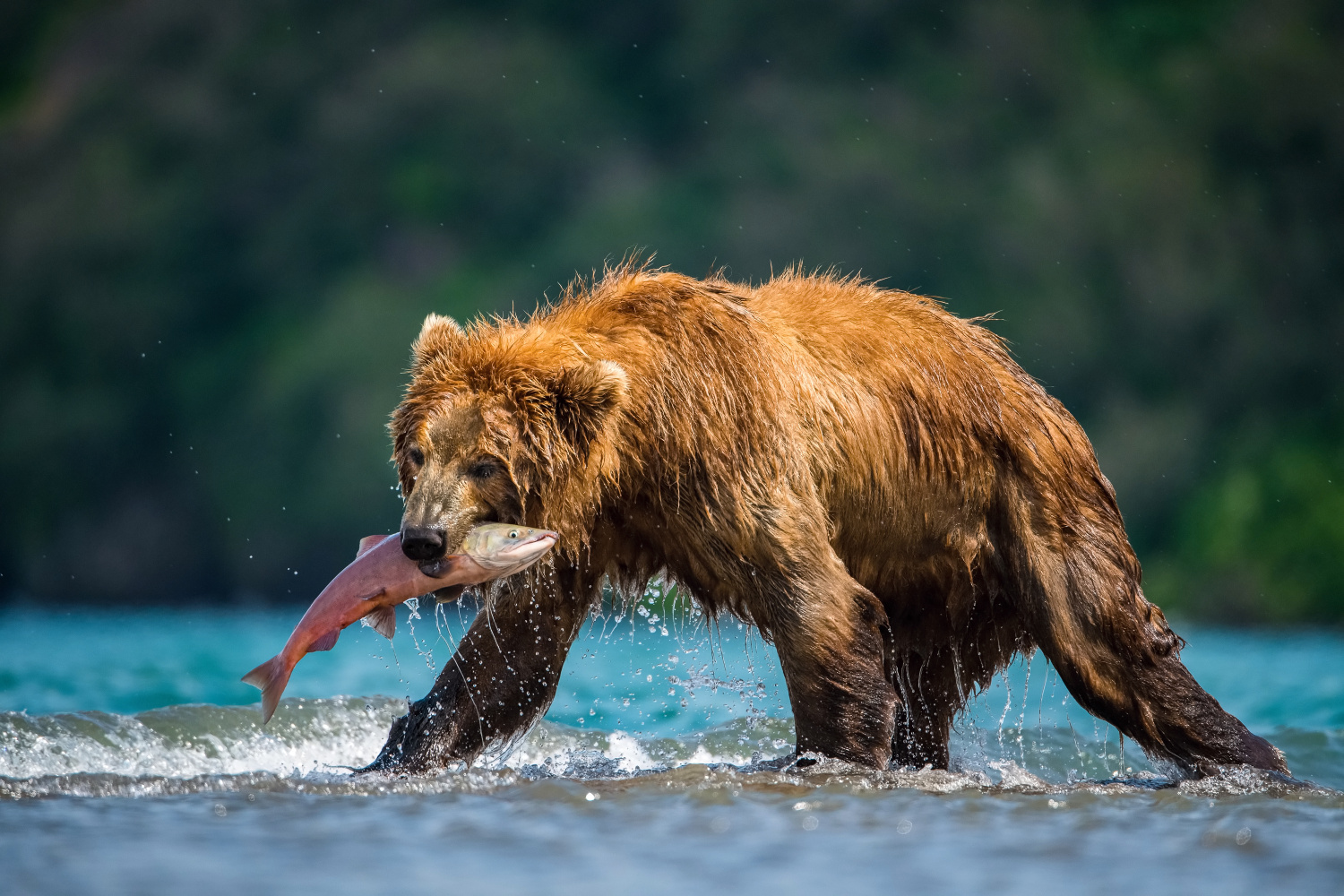 medvěd hnědý kamčatský (Ursus arctos beringianus) Kamchatka brown bear