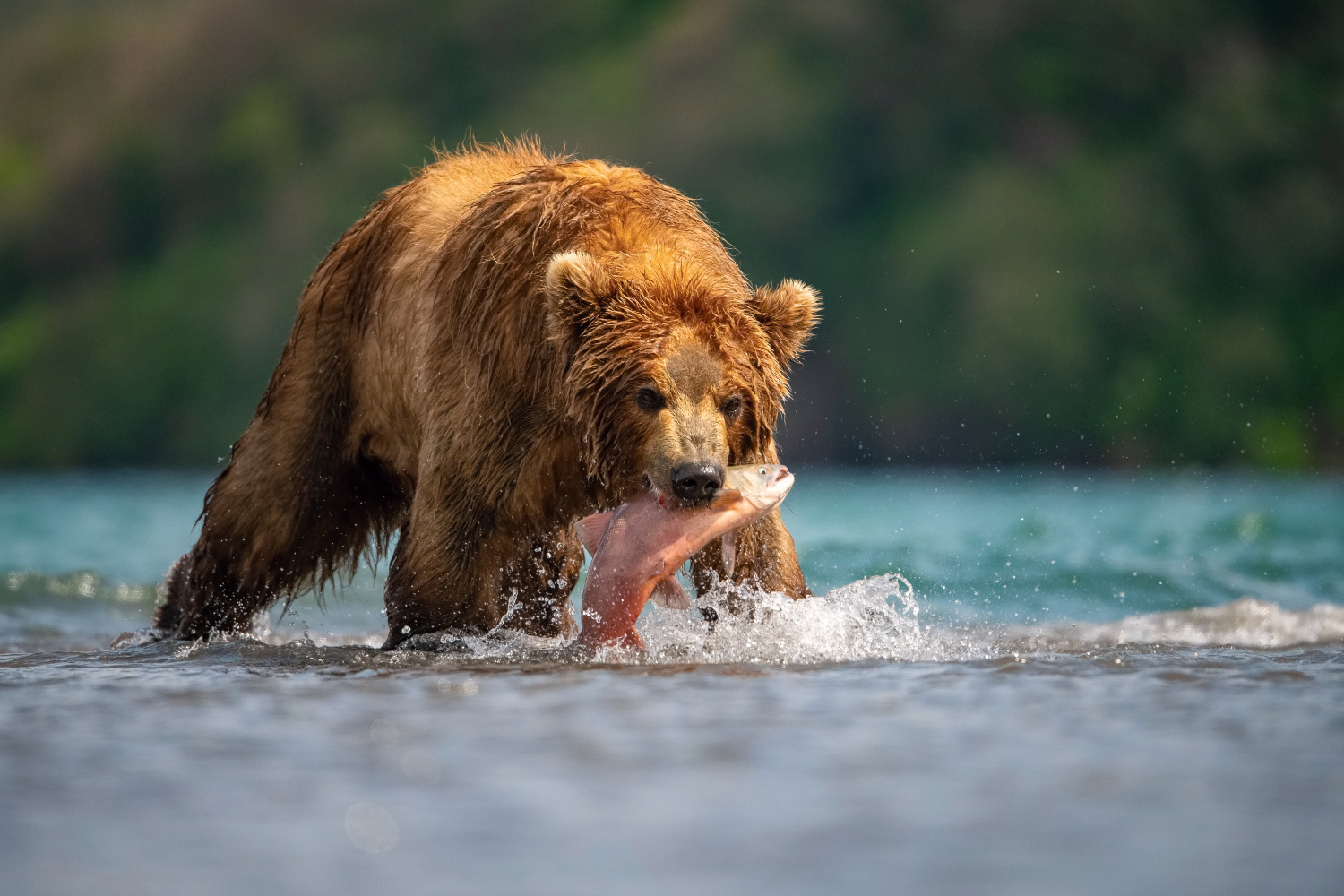 medvěd hnědý kamčatský (Ursus arctos beringianus) Kamchatka brown bear