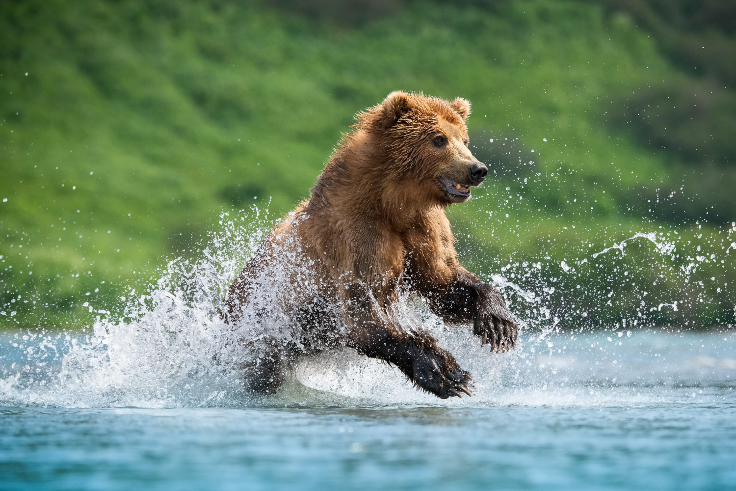 medvěd hnědý kamčatský (Ursus arctos beringianus) Kamchatka brown bear