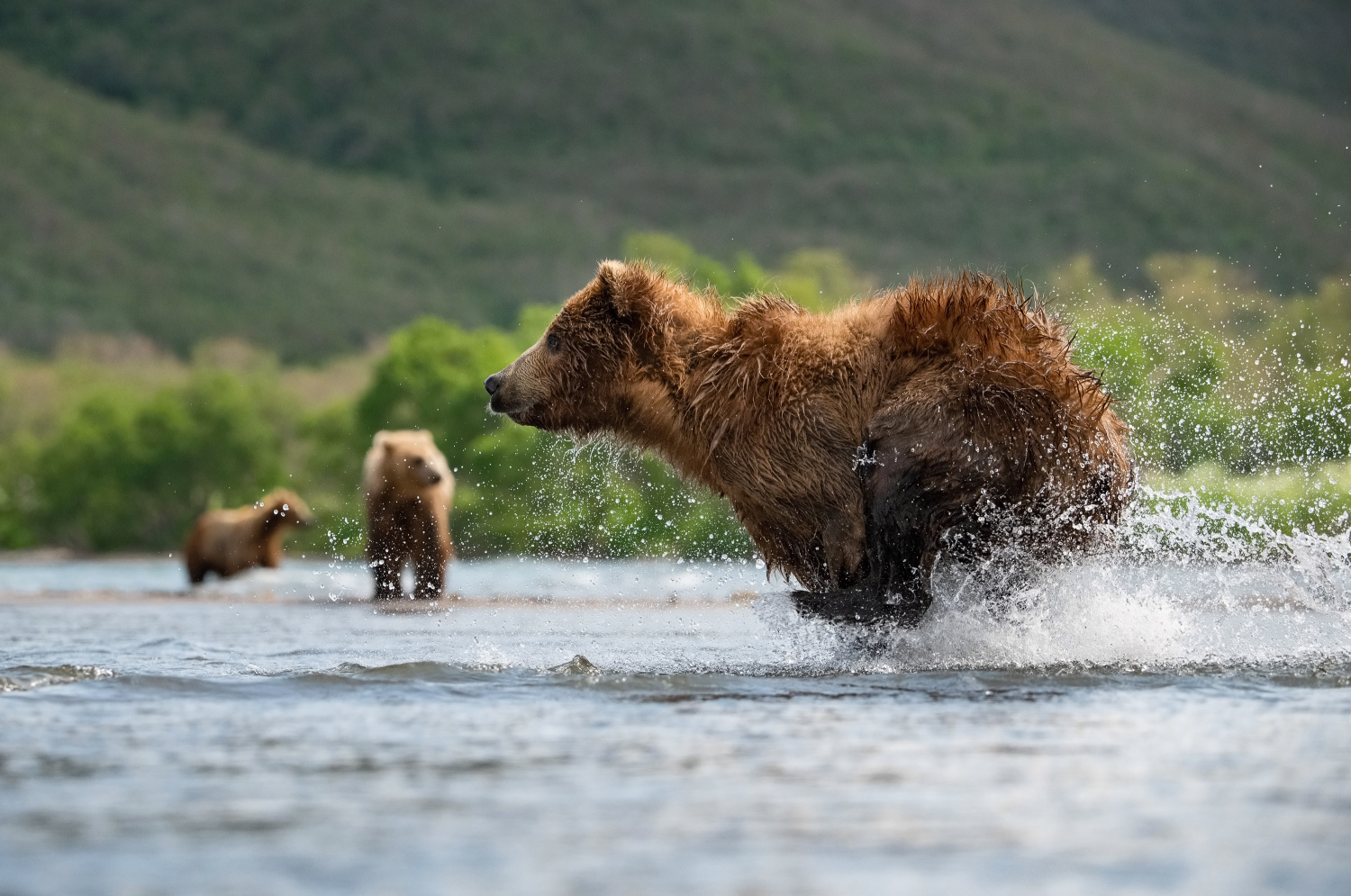 medvěd hnědý kamčatský (Ursus arctos beringianus) Kamchatka brown bear