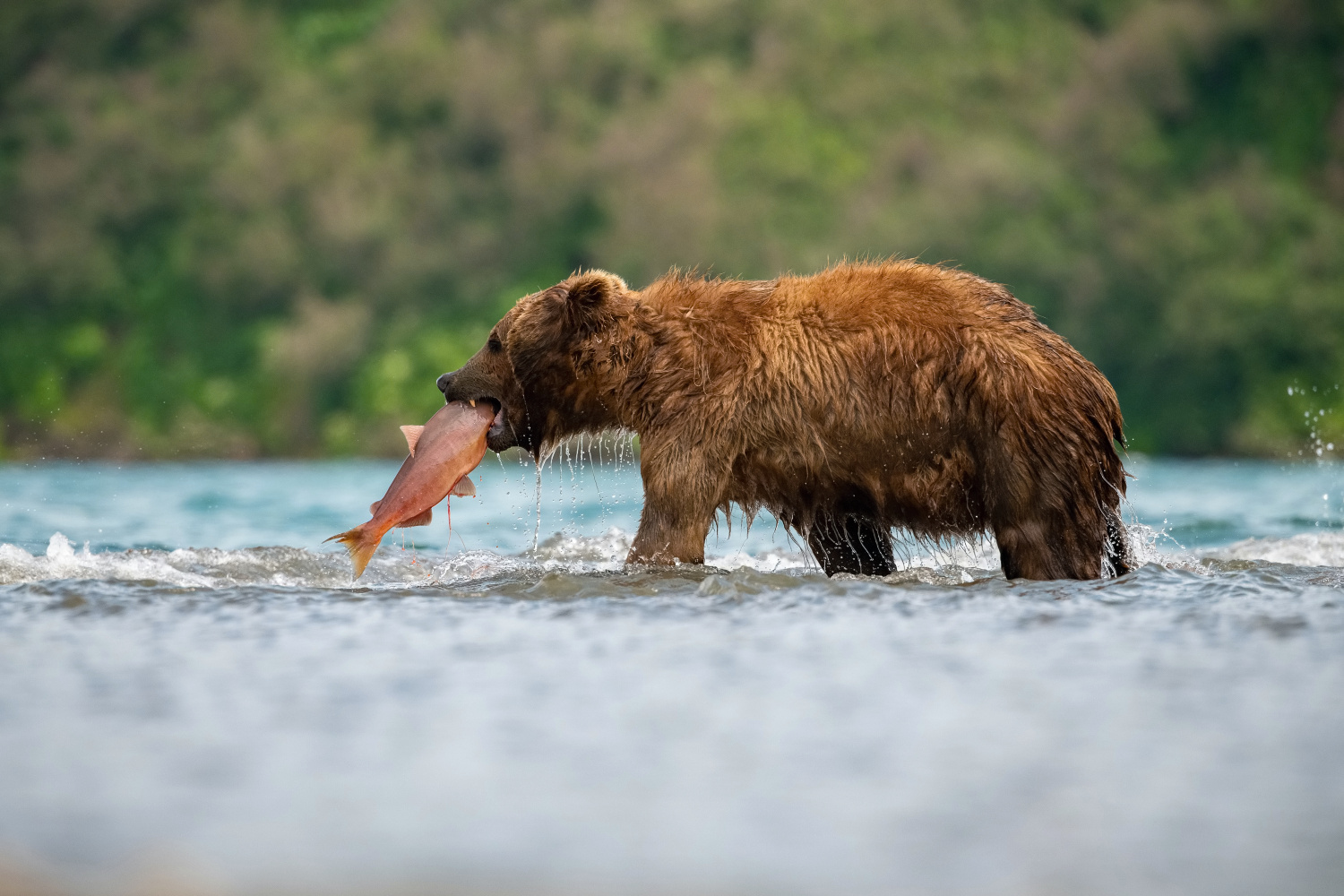 medvěd hnědý kamčatský (Ursus arctos beringianus) Kamchatka brown bear