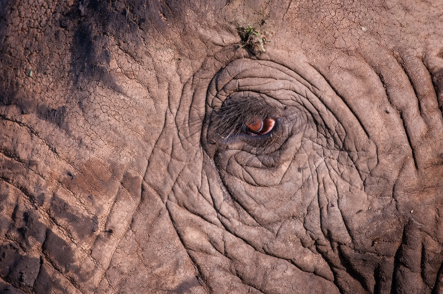 slon africký (Loxodonta africana) African bush elephant