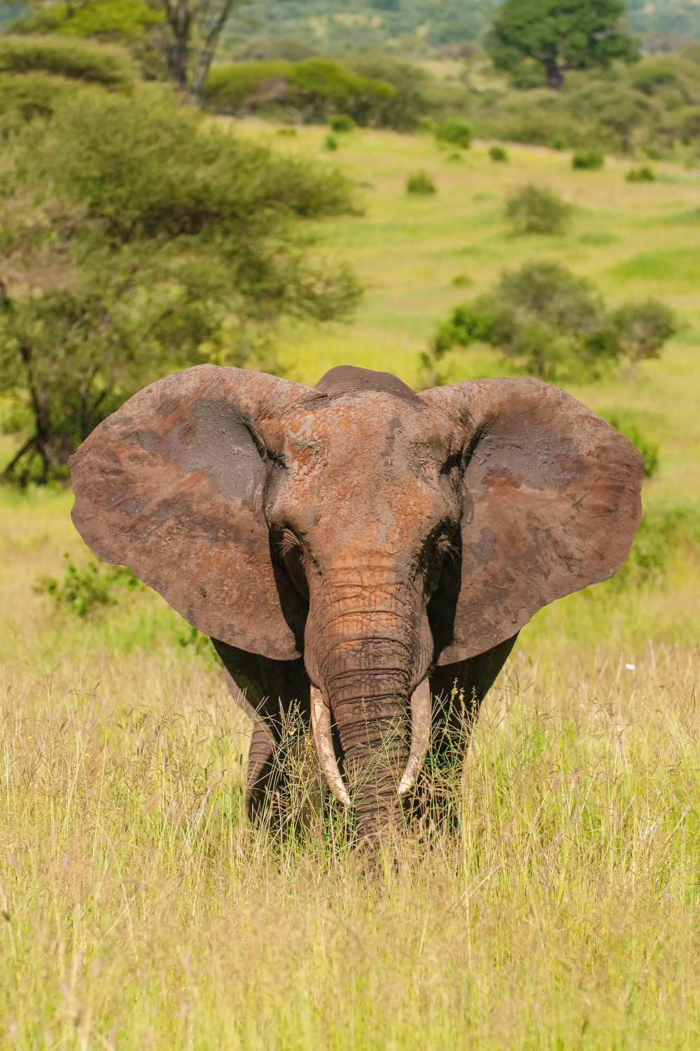 slon africký (Loxodonta africana) African bush elephant