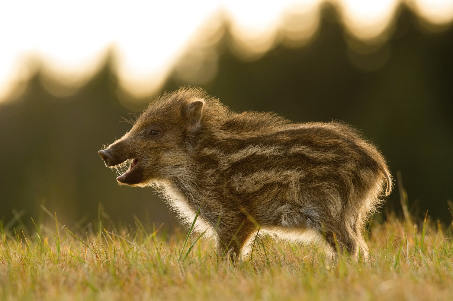 prase divoké (Sus scrofa) Wild boar