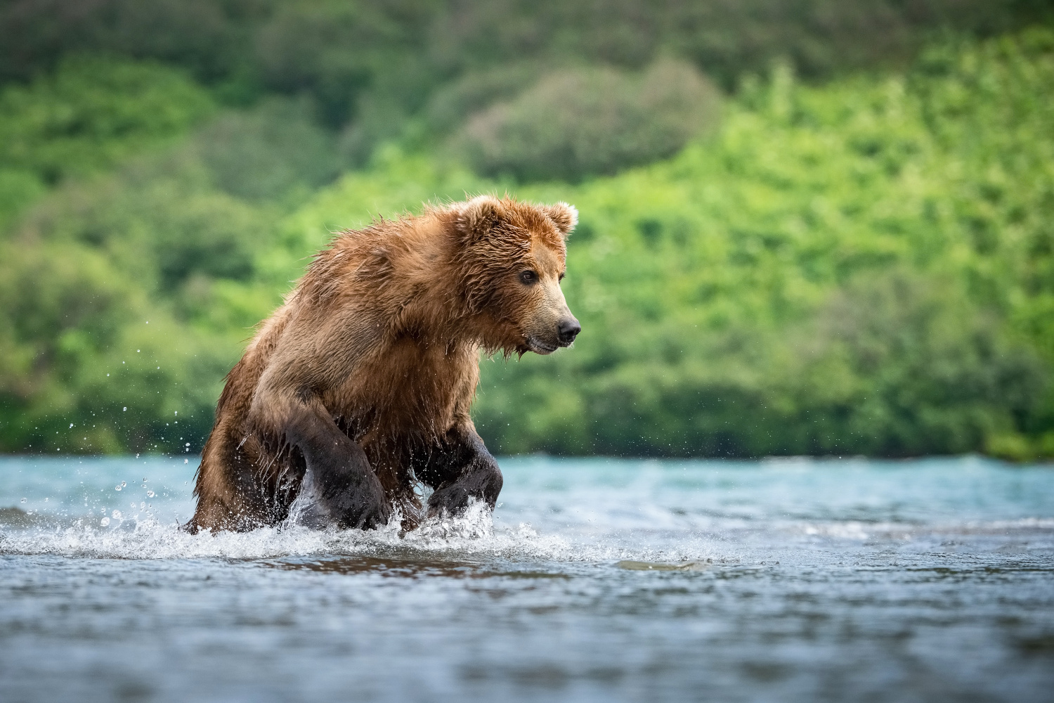 medvěd hnědý kamčatský (Ursus arctos beringianus) Kamchatka brown bear