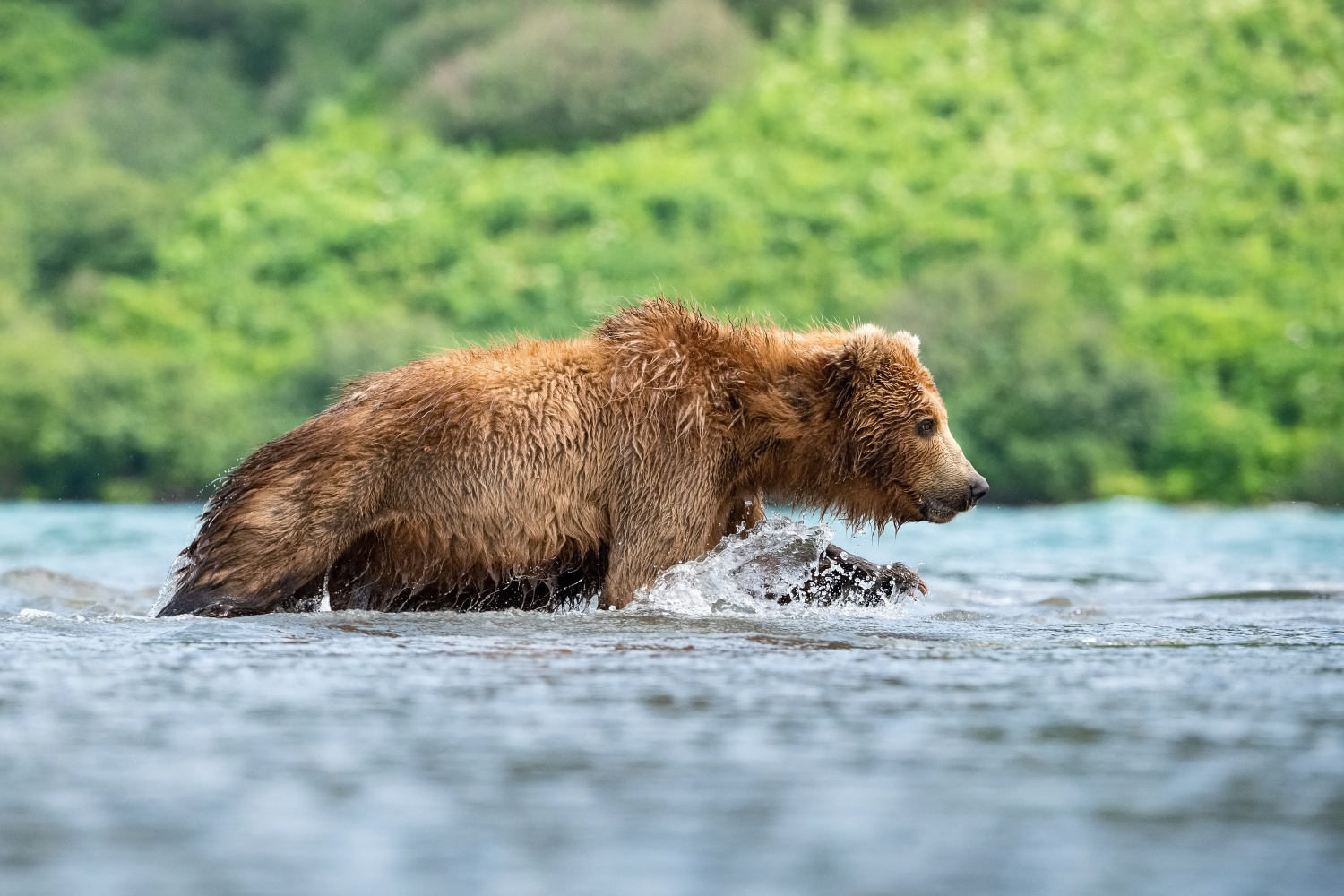 medvěd hnědý kamčatský (Ursus arctos beringianus) Kamchatka brown bear