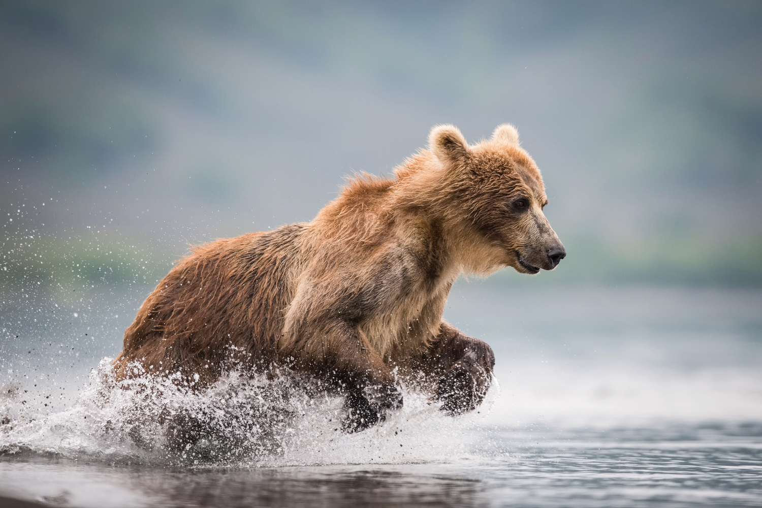 medvěd hnědý kamčatský (Ursus arctos beringianus) Kamchatka brown bear