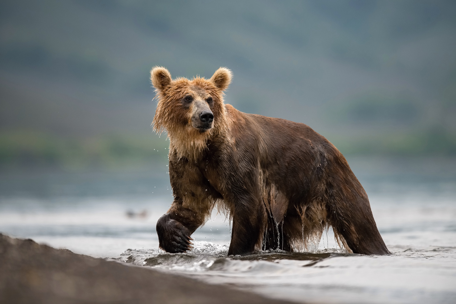 medvěd hnědý kamčatský (Ursus arctos beringianus) Kamchatka brown bear