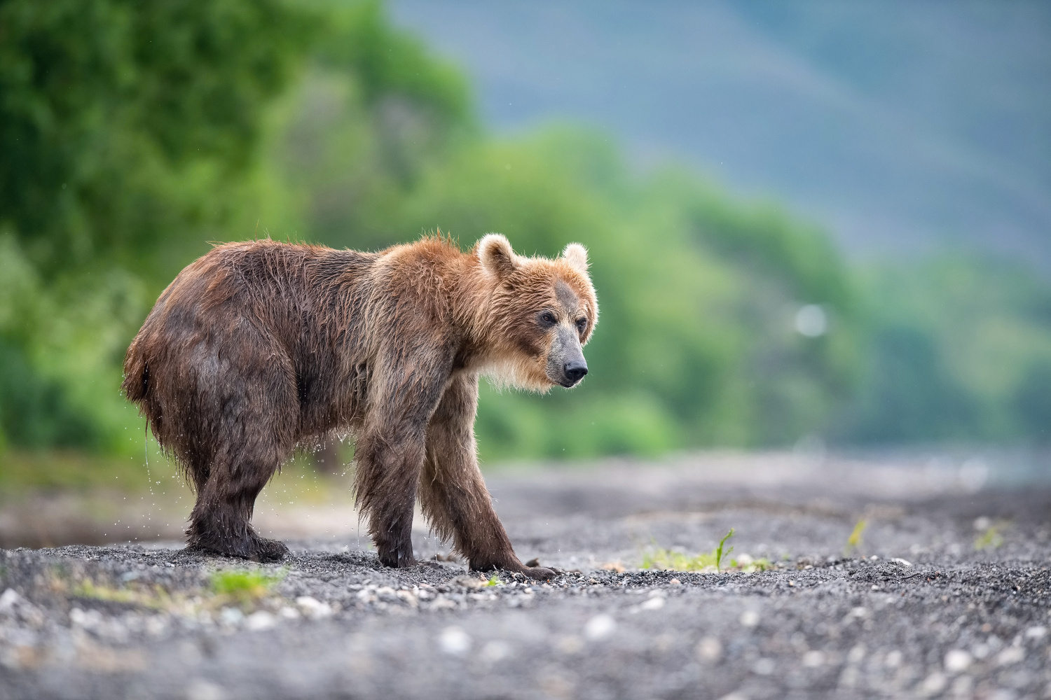 medvěd hnědý kamčatský (Ursus arctos beringianus) Kamchatka brown bear