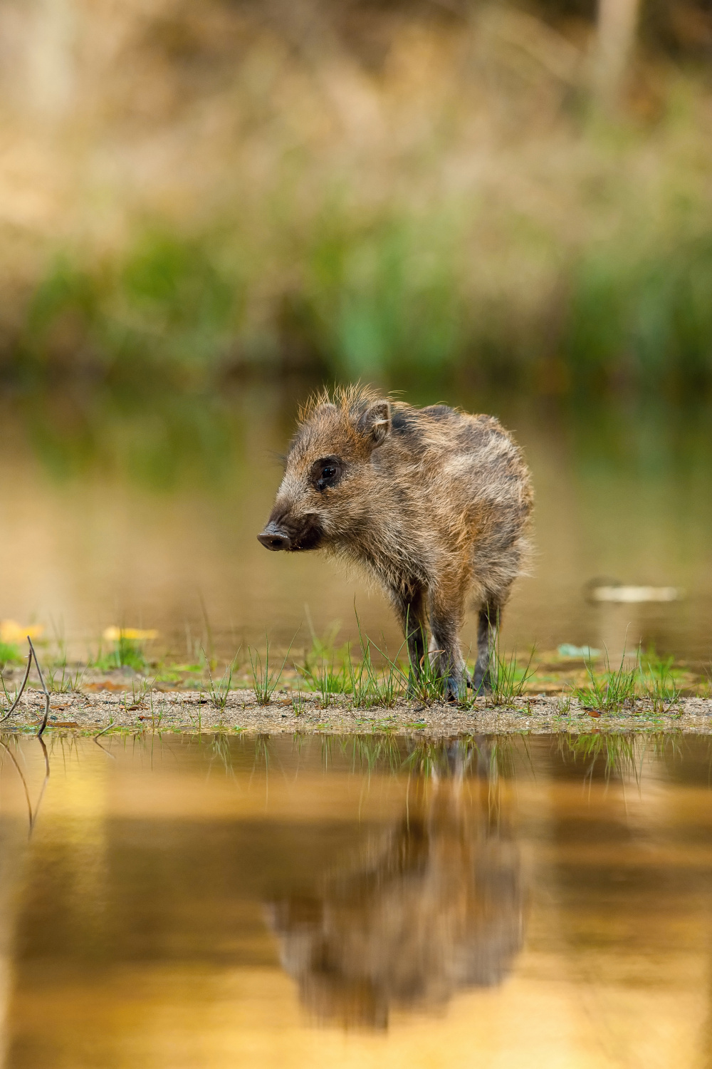 prase divoké (Sus scrofa) Wild boar