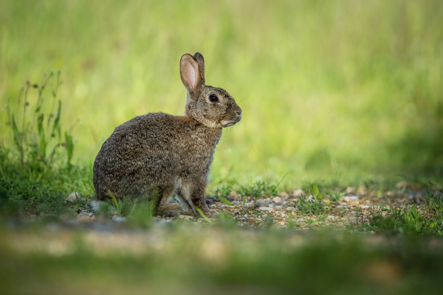 králík divoký (Oryctolagus cuniculus) European rabbit