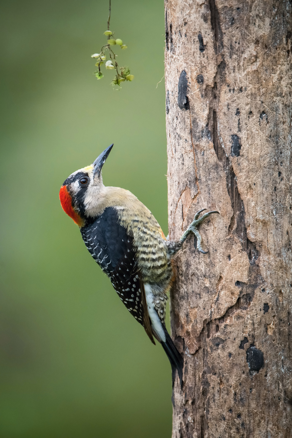 datel černolící (Melanerpes pucherani) Black-cheeked woodpecker