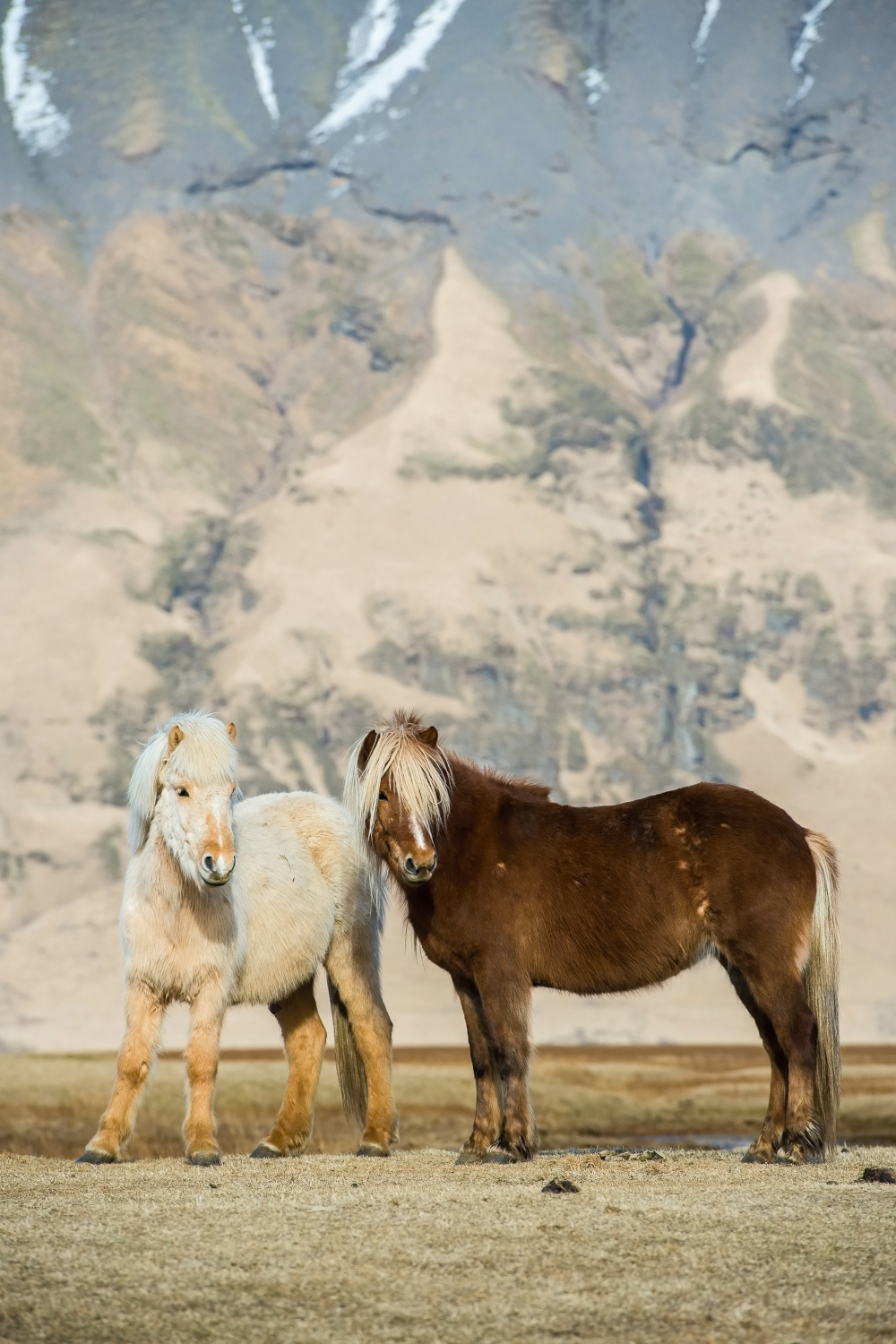 The horses (Iceland)