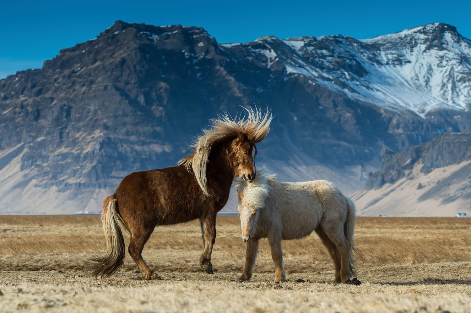The horses (Iceland)