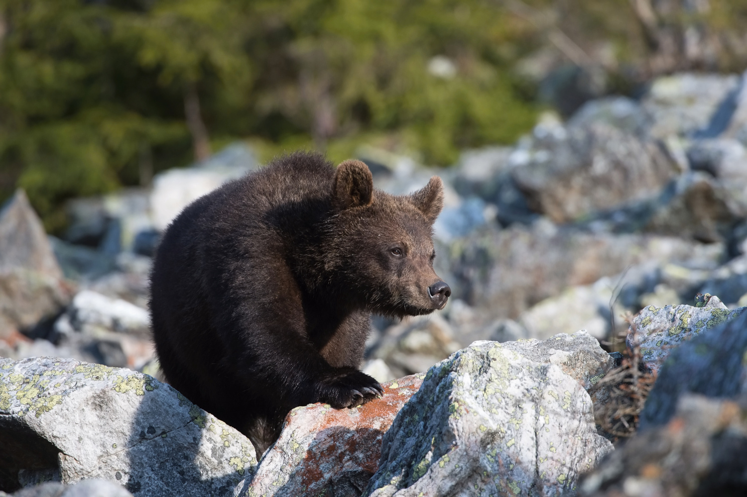 medvěd hnědý (Ursus arctos) Brown bear