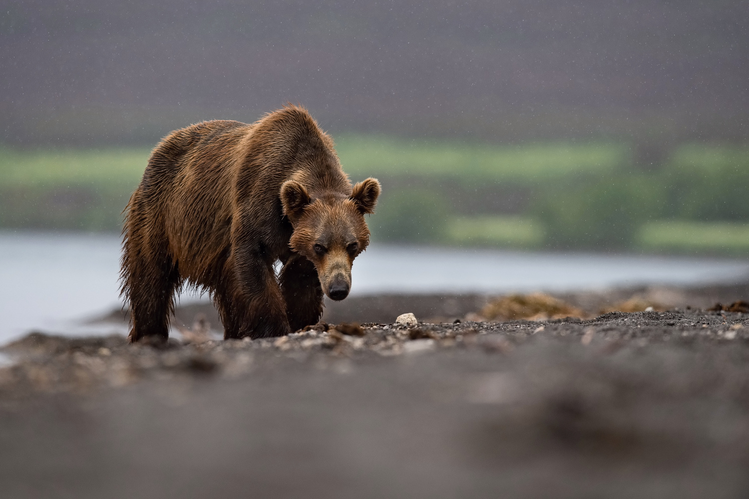 medvěd hnědý kamčatský (Ursus arctos beringianus) Kamchatka brown bear