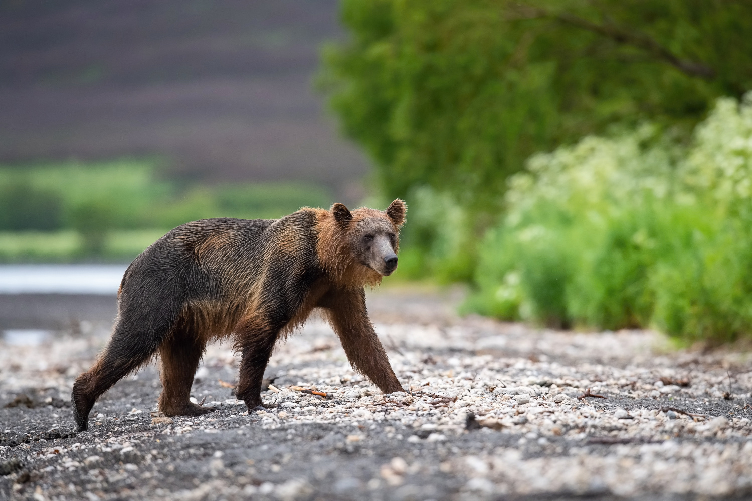 medvěd hnědý kamčatský (Ursus arctos beringianus) Kamchatka brown bear