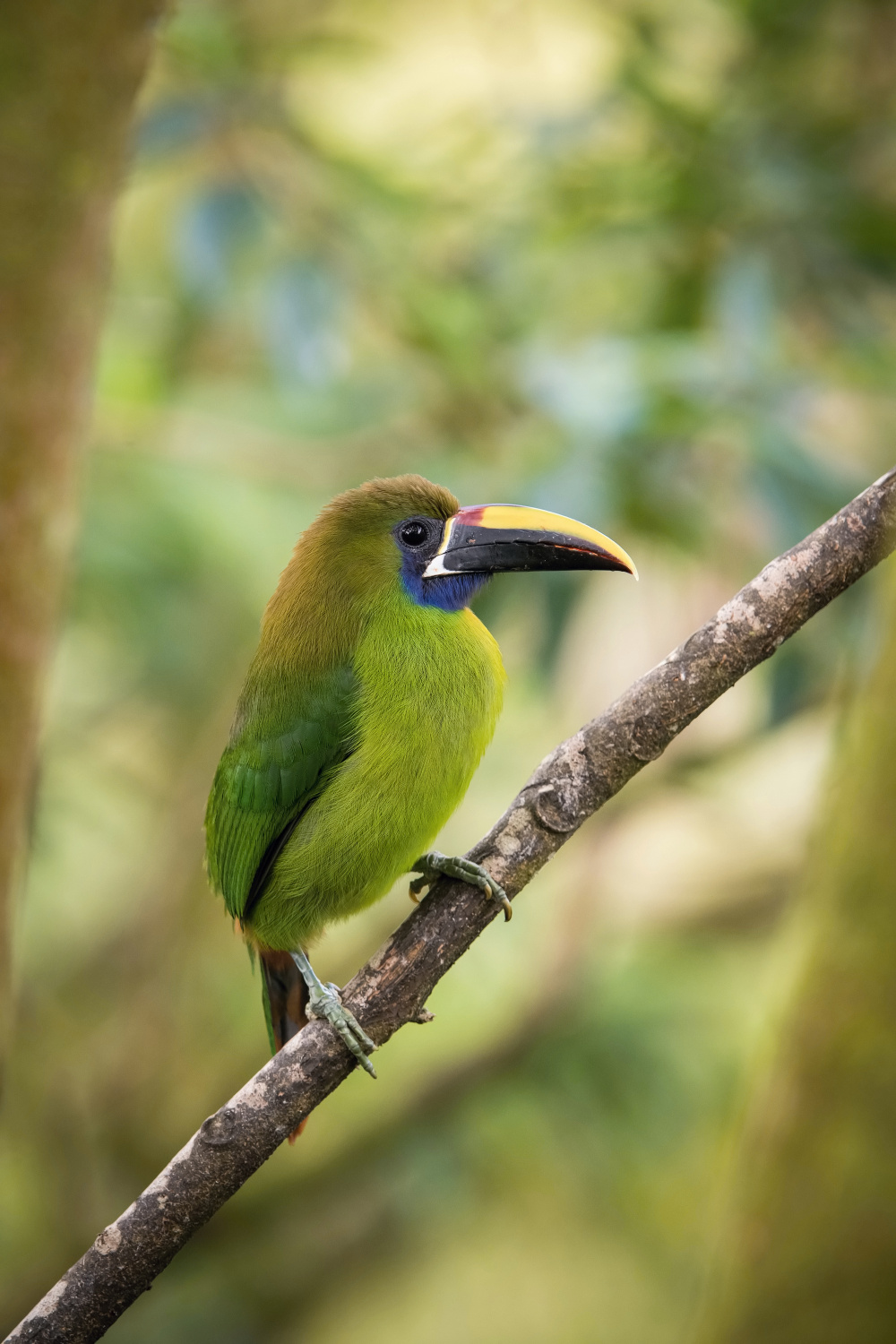 arassari smaragdový (Aulacorhynchus prasinus) Emerald toucanet