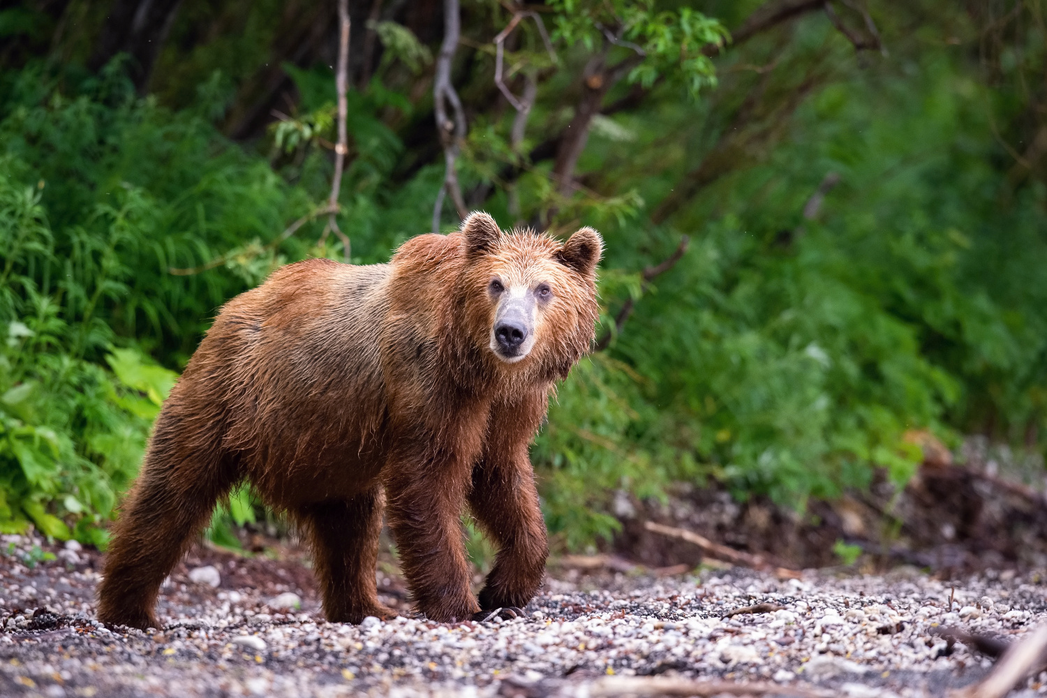 medvěd hnědý kamčatský (Ursus arctos beringianus) Kamchatka brown bear