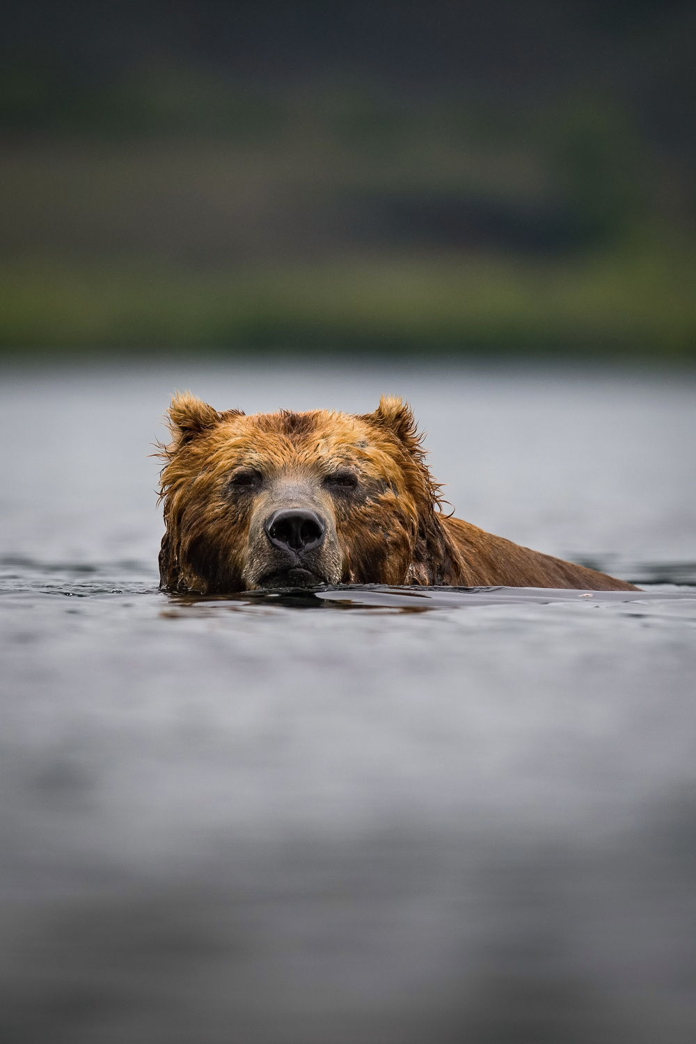 medvěd hnědý kamčatský (Ursus arctos beringianus) Kamchatka brown bear