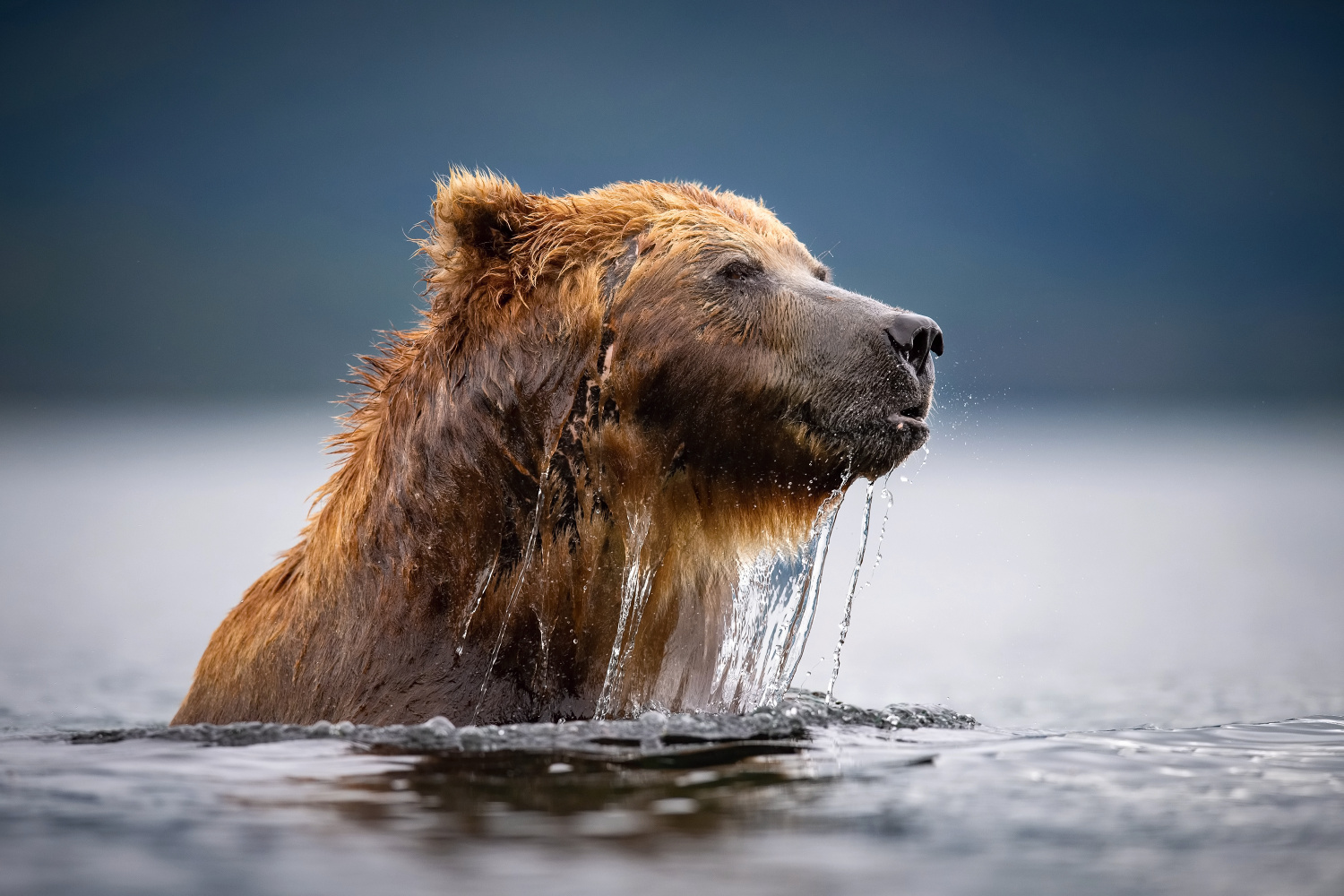 medvěd hnědý kamčatský (Ursus arctos beringianus) Kamchatka brown bear