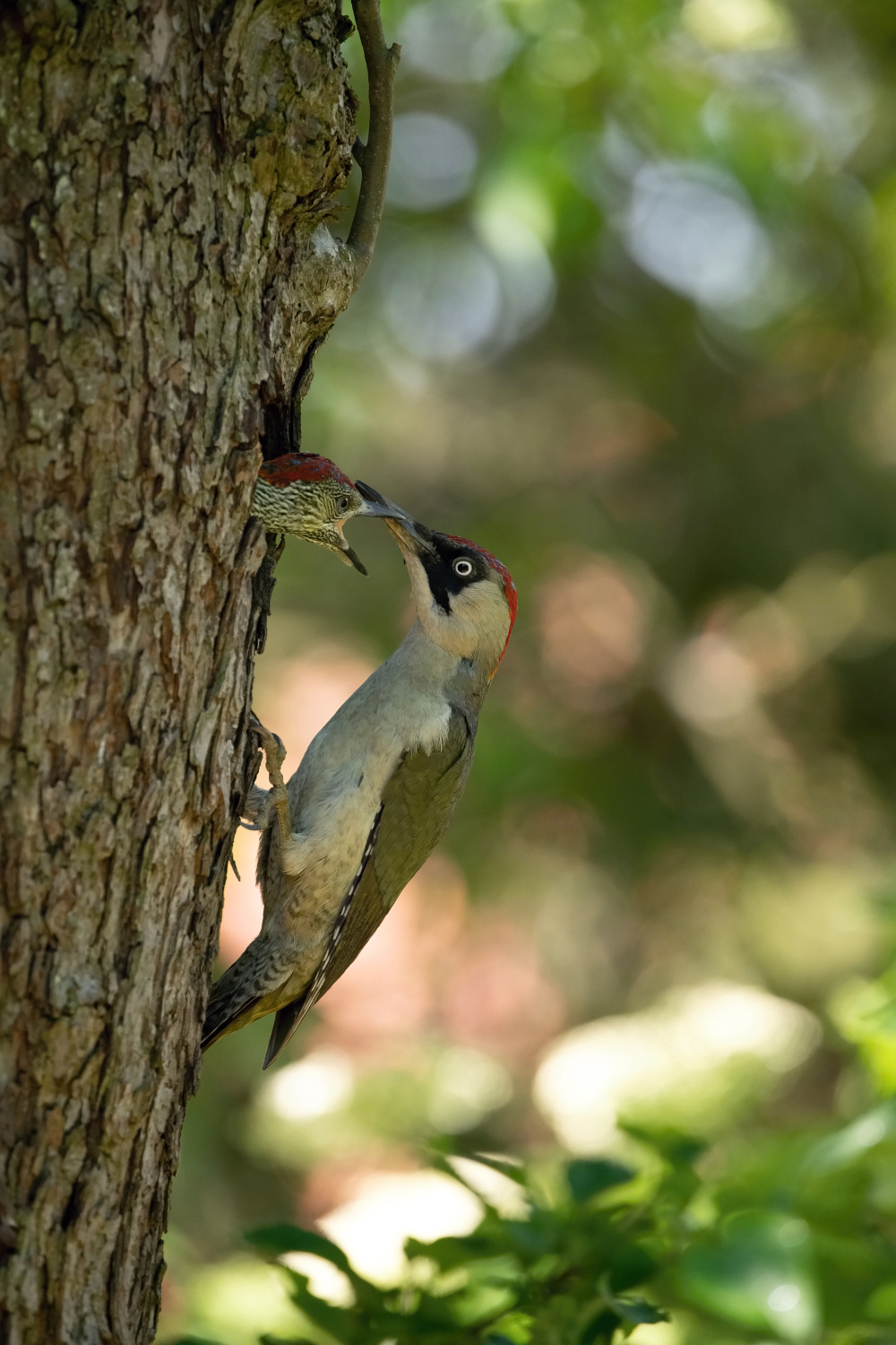 žluna zelená (Picus viridis) European green woodpecker