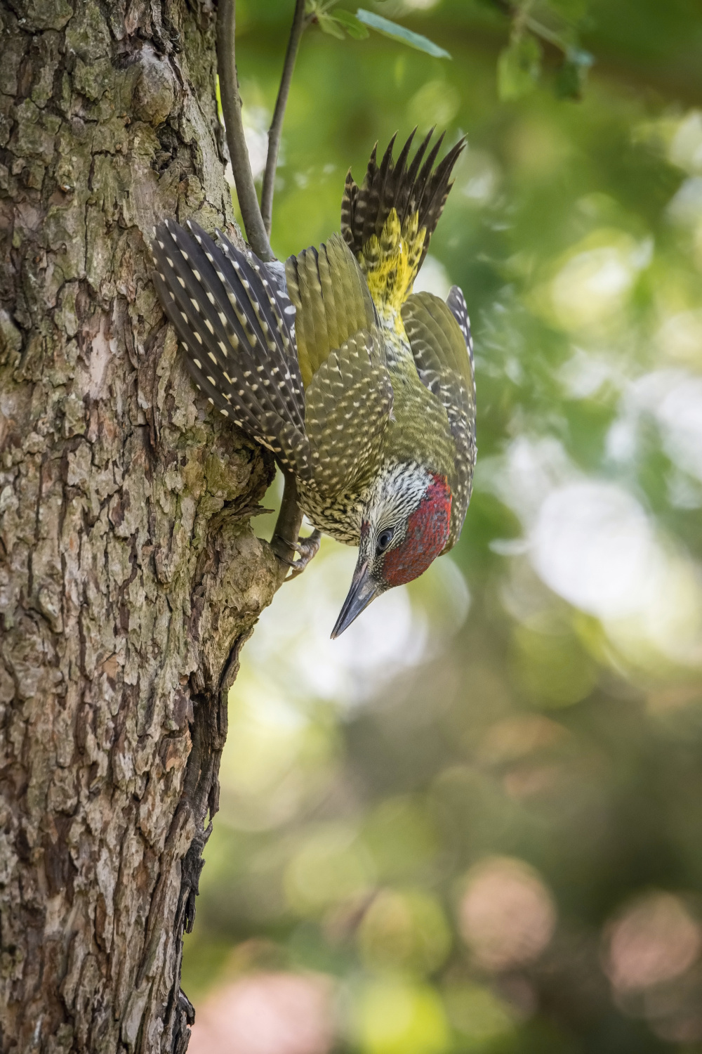 žluna zelená (Picus viridis) European green woodpecker