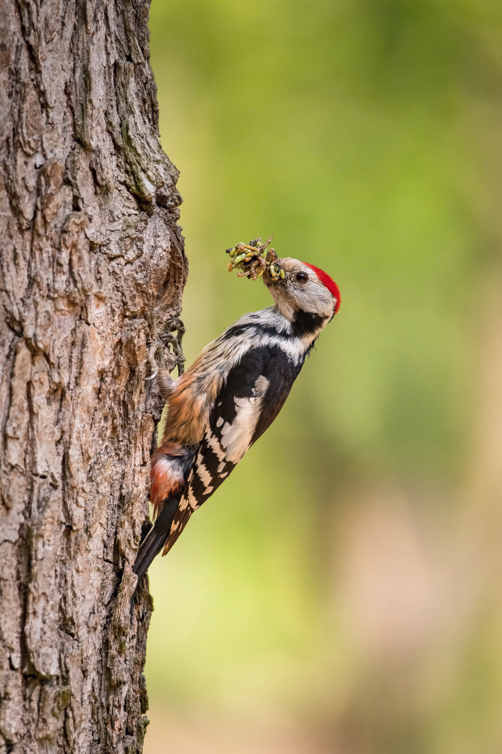 strakapoud prostřední (Dendrocopos medius) Middle spotted woodpecker