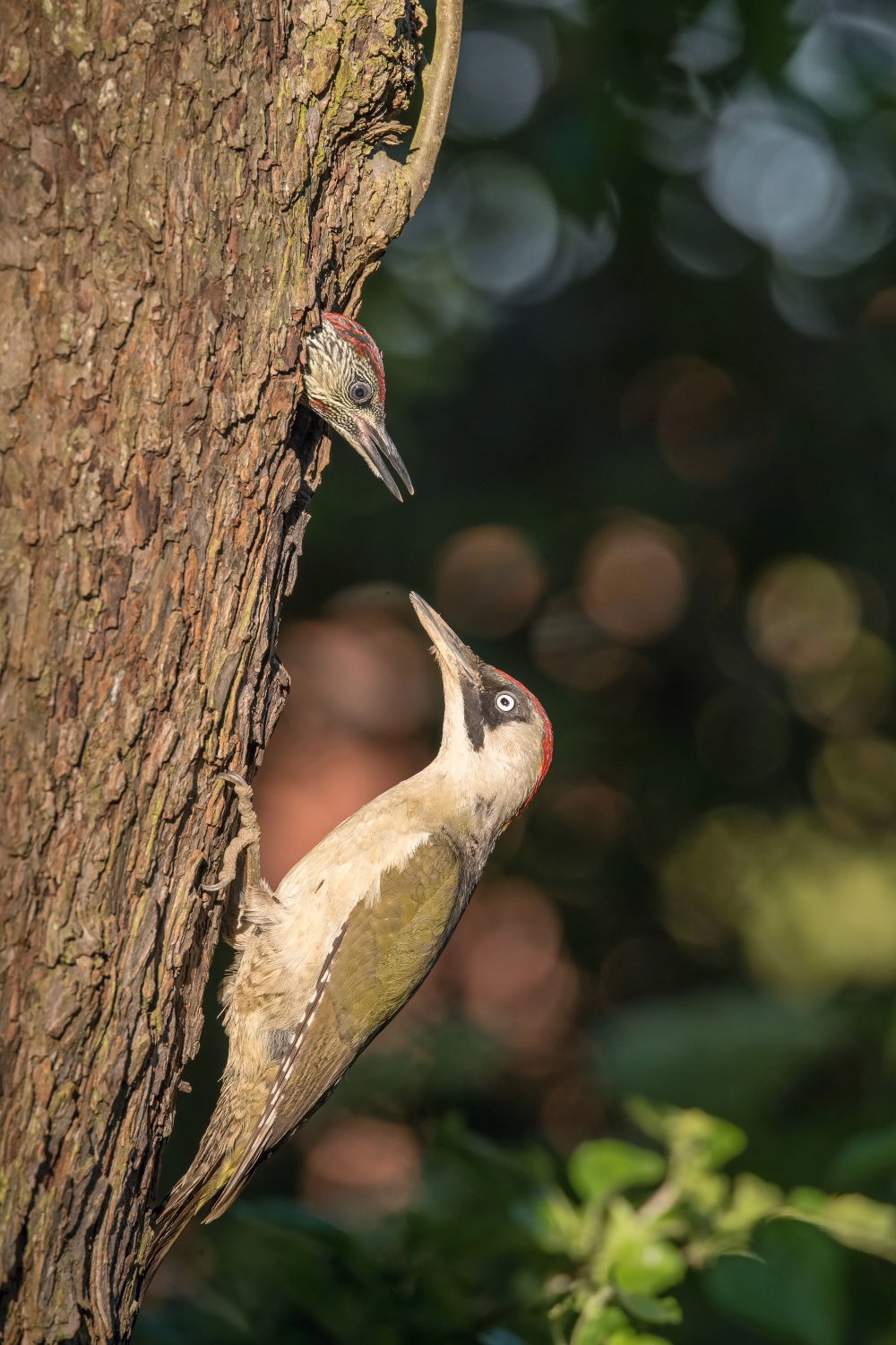 žluna zelená (Picus viridis) European green woodpecker