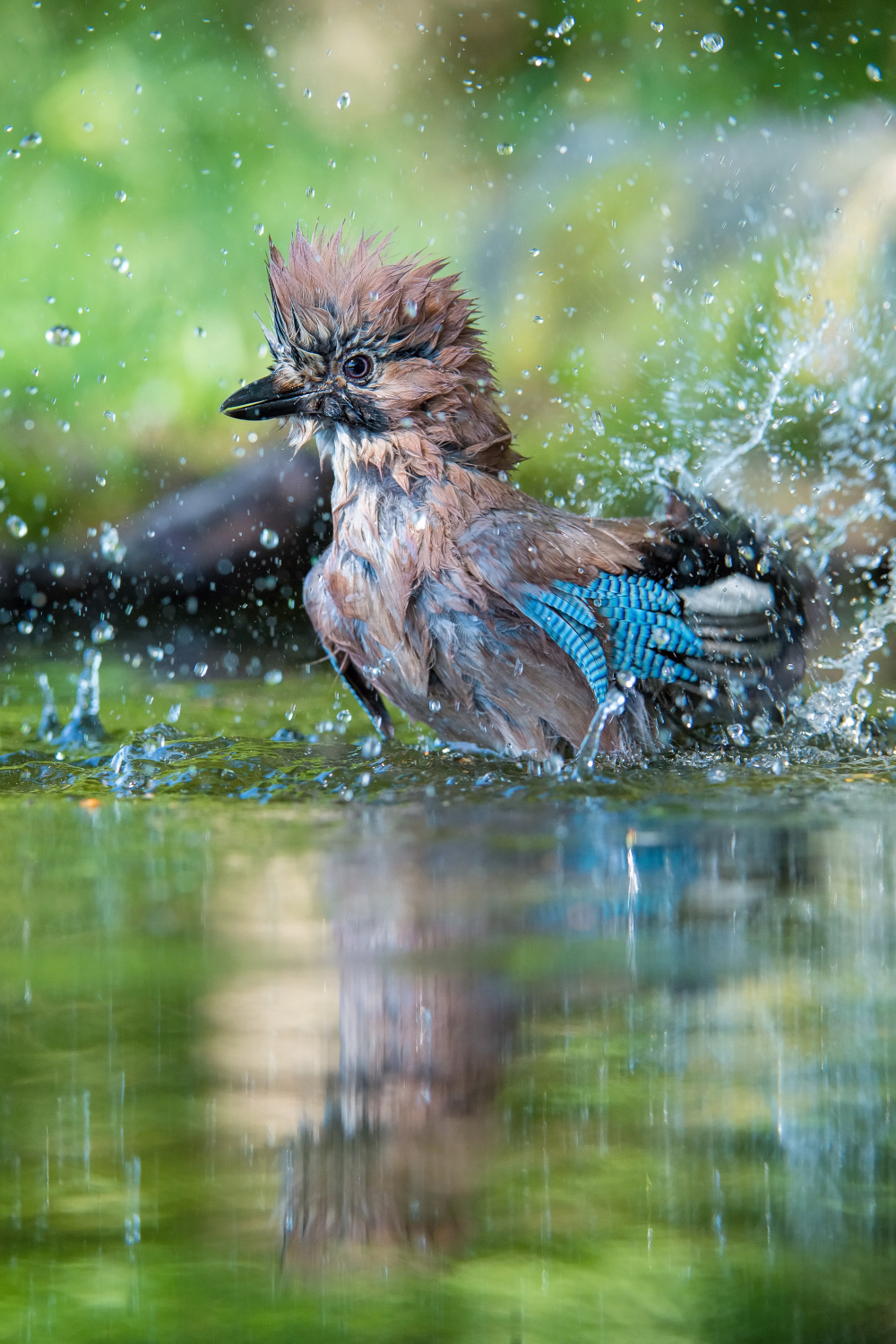 sojka obecná (Garrulus glandarius) Eurasian jay