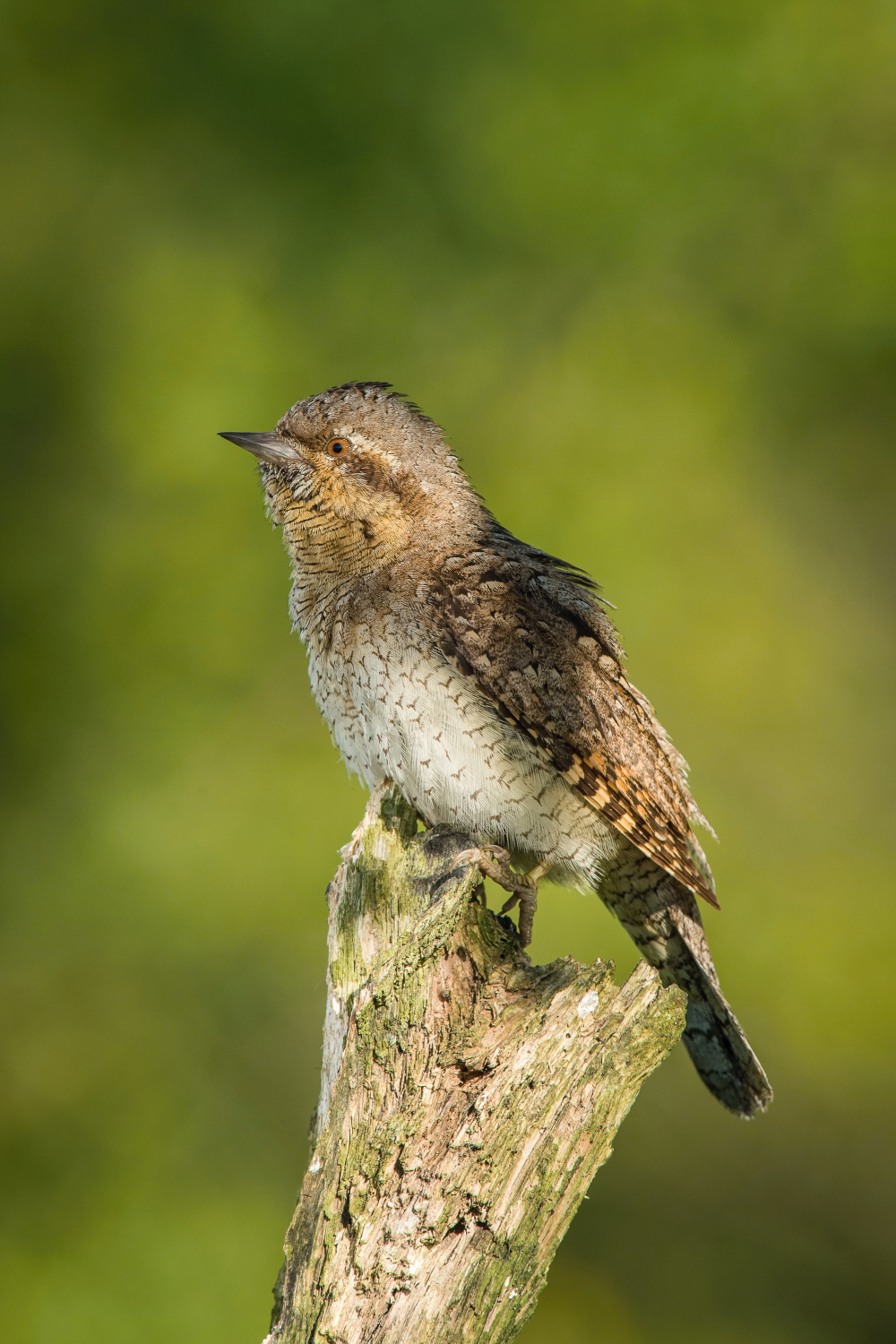 krutihlav obecný (Jynx torquilla) Eurasian wryneck