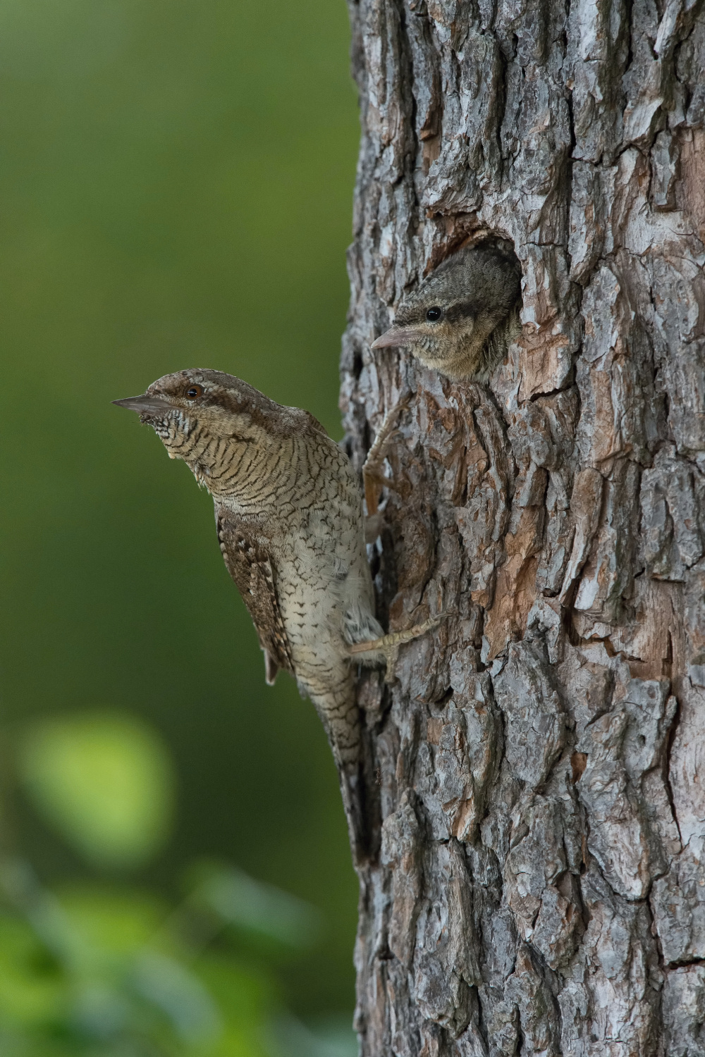 krutihlav obecný (Jynx torquilla) Eurasian wryneck