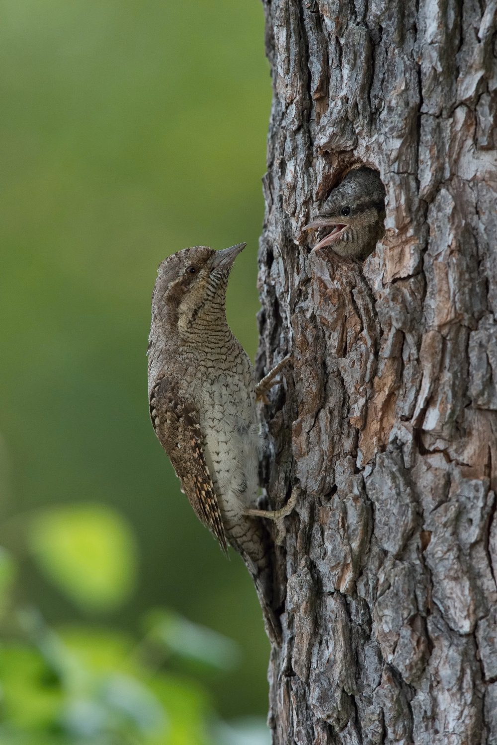 krutihlav obecný (Jynx torquilla) Eurasian wryneck