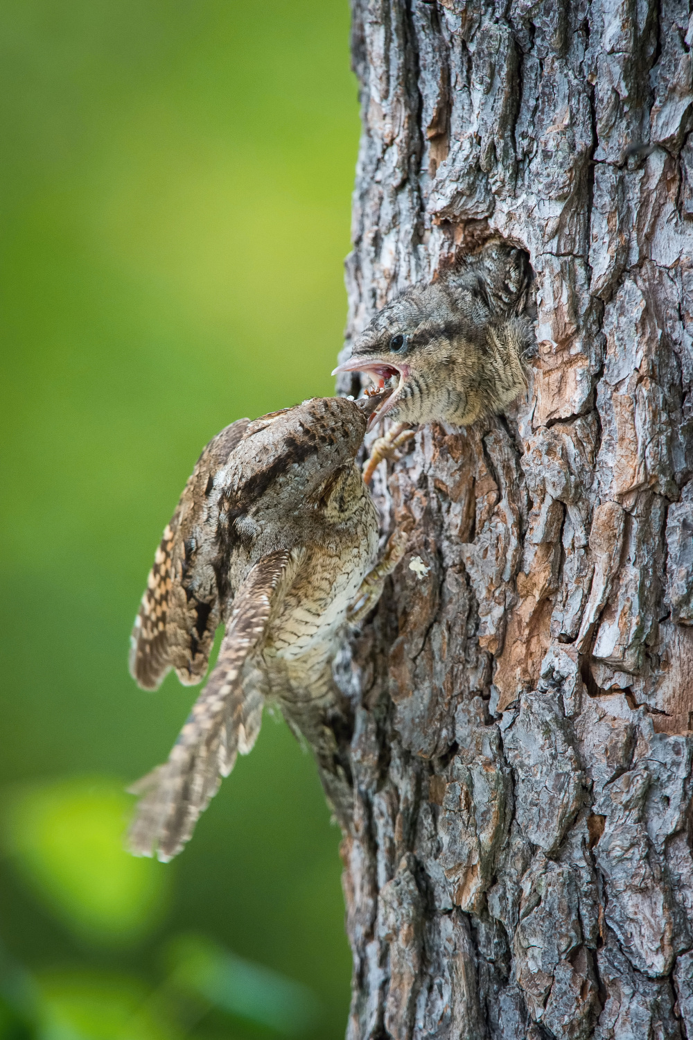 krutihlav obecný (Jynx torquilla) Eurasian wryneck