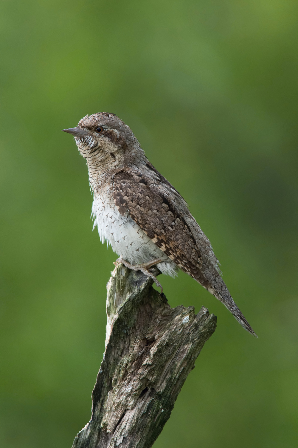 krutihlav obecný (Jynx torquilla) Eurasian wryneck