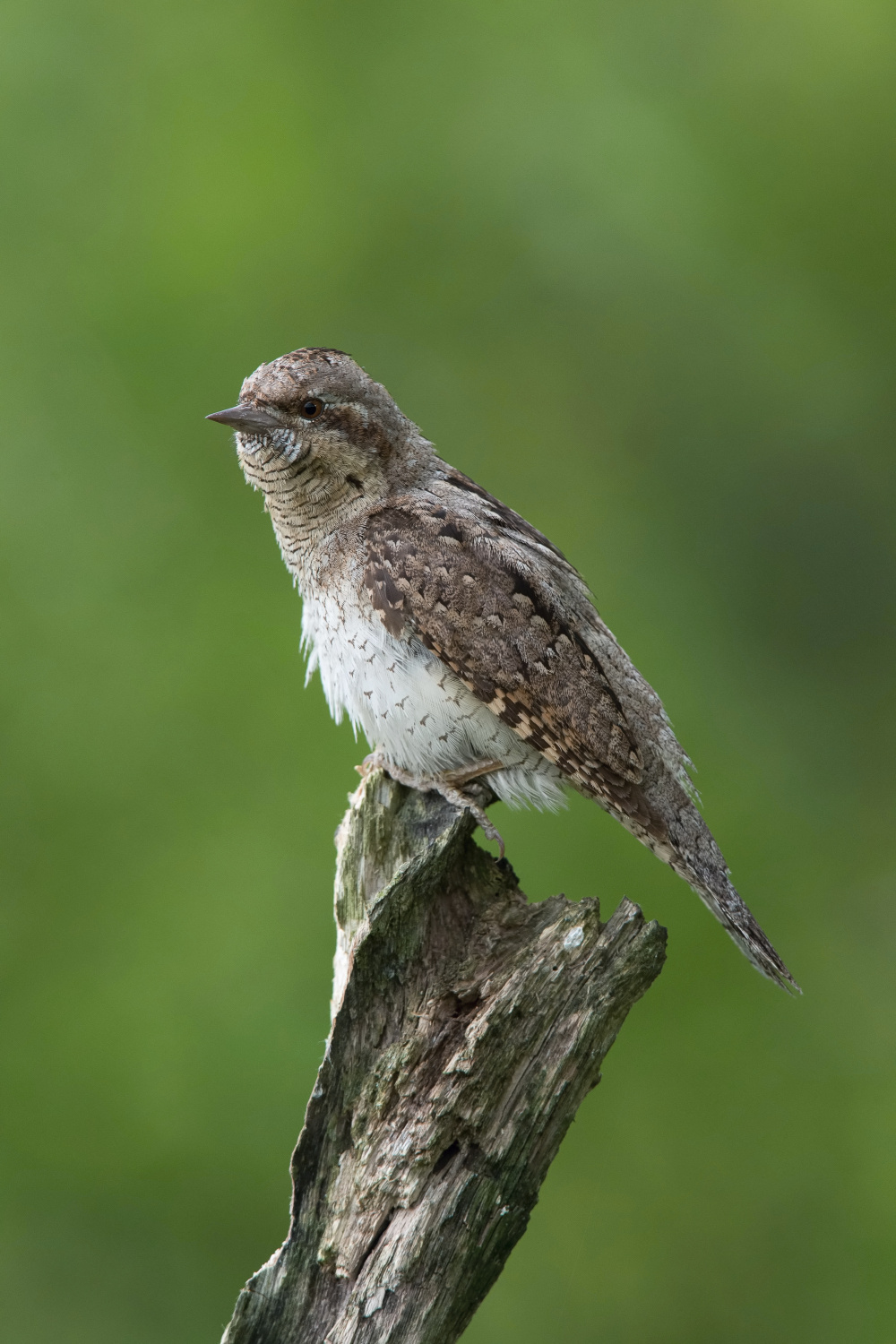 krutihlav obecný (Jynx torquilla) Eurasian wryneck