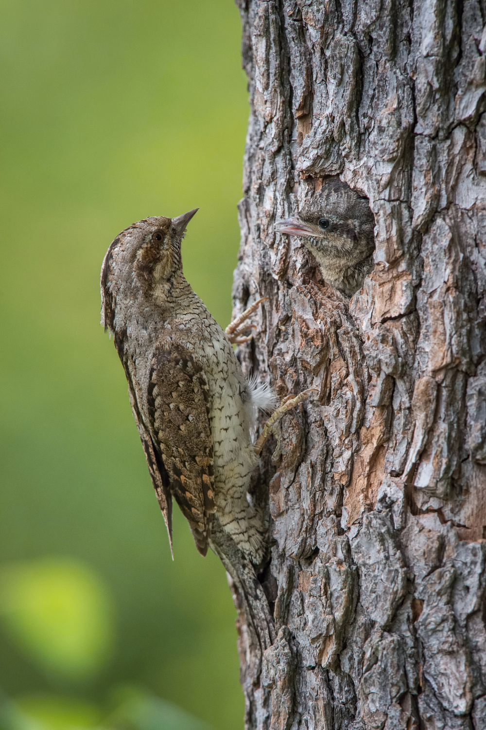 krutihlav obecný (Jynx torquilla) Eurasian wryneck