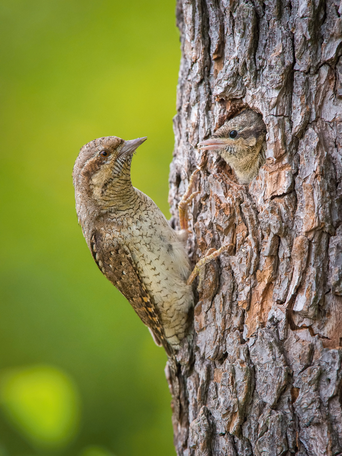 krutihlav obecný (Jynx torquilla) Eurasian wryneck