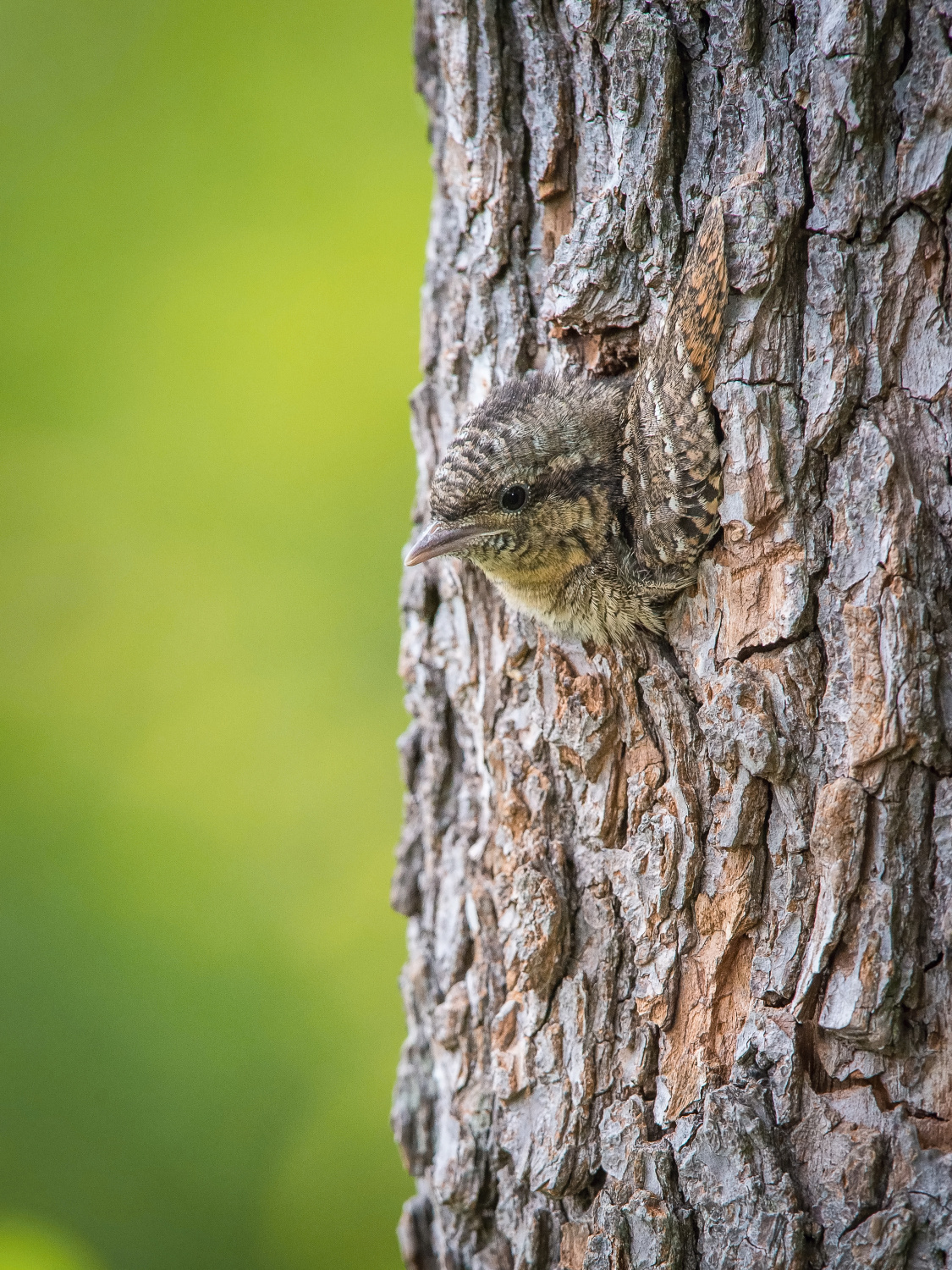 krutihlav obecný (Jynx torquilla) Eurasian wryneck